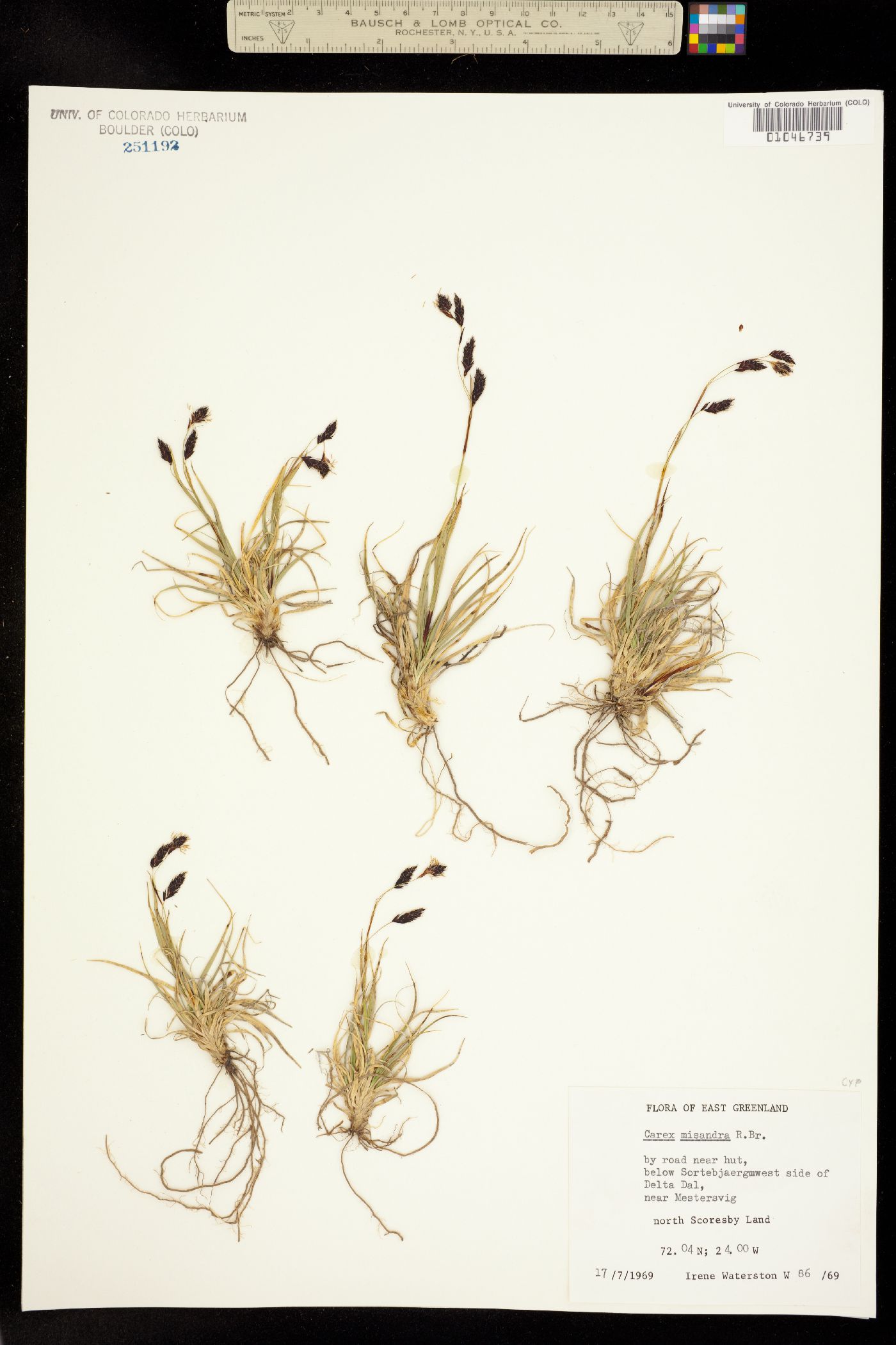 Carex fuliginosa image