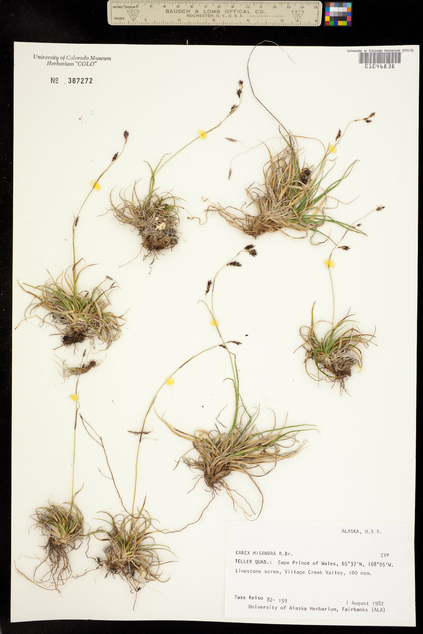 Carex fuliginosa image