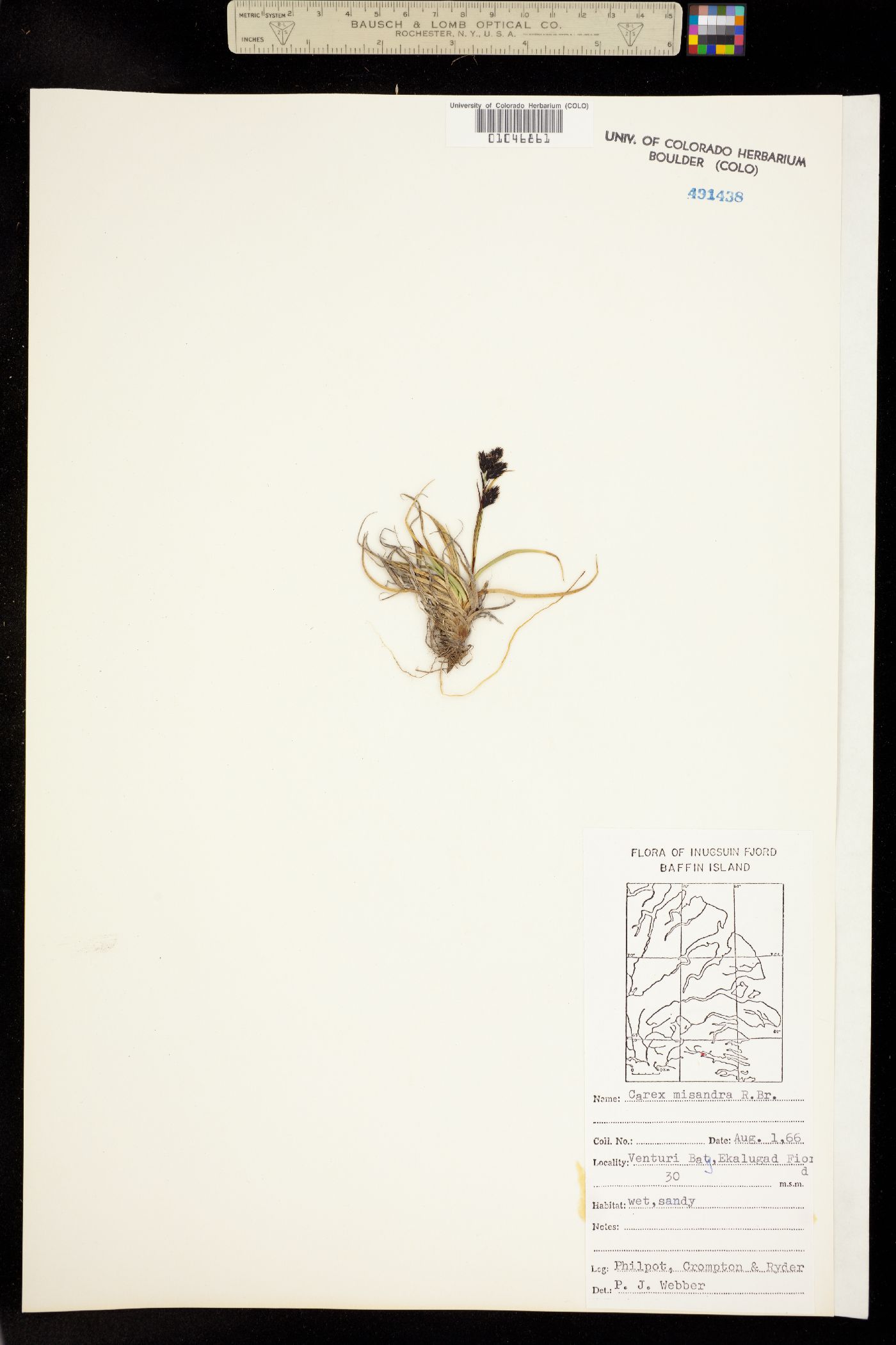 Carex fuliginosa image