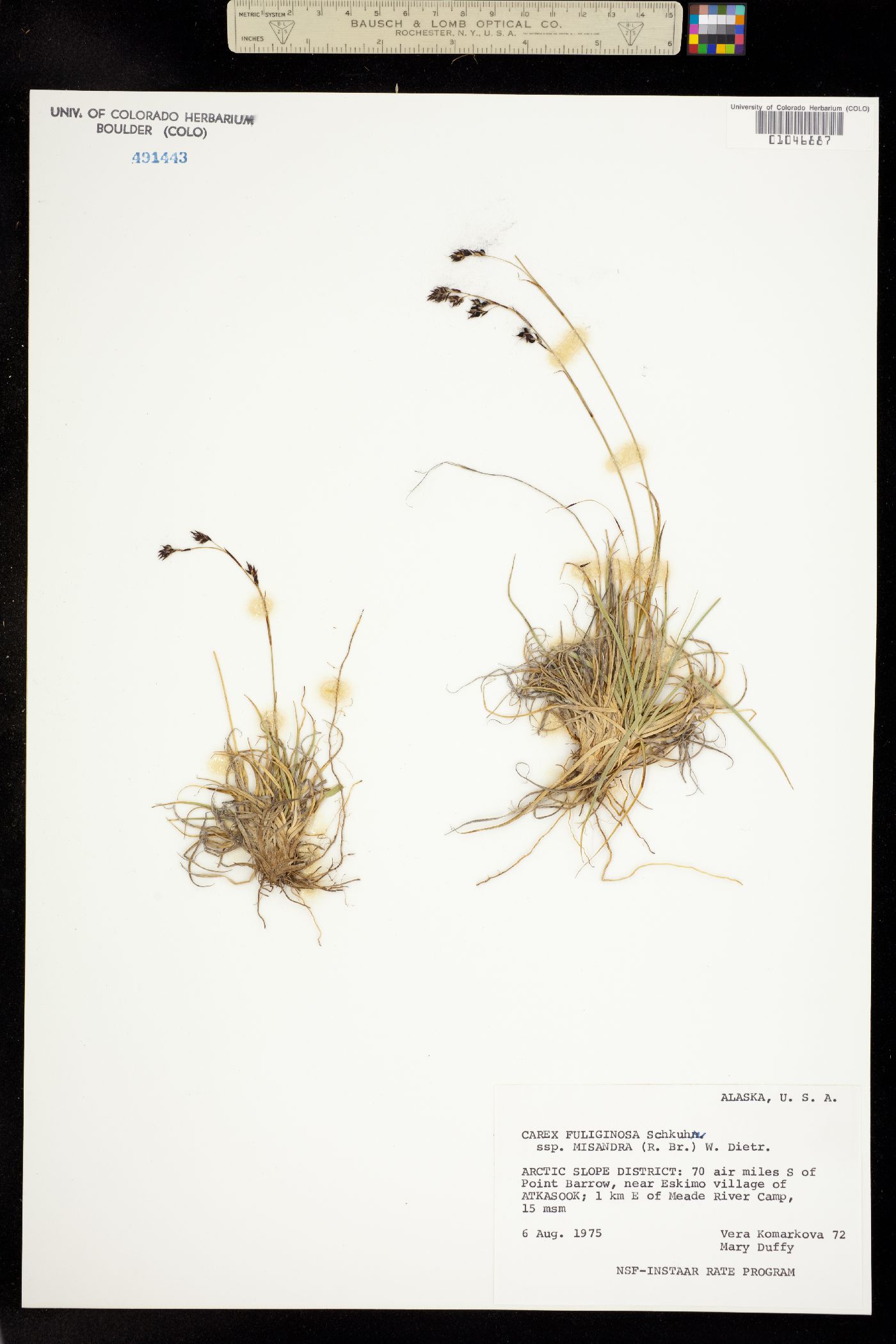 Carex misandra image