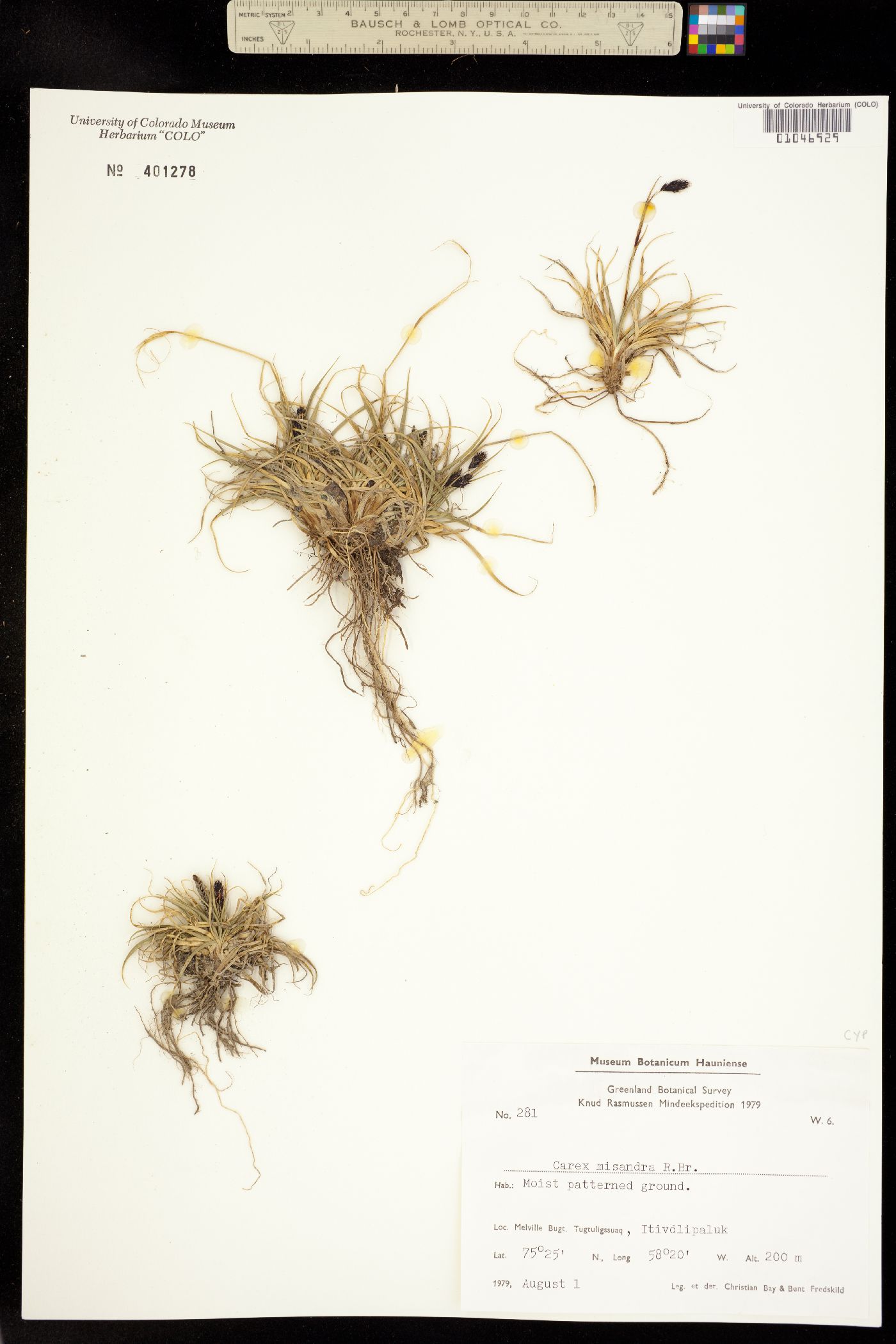 Carex fuliginosa image