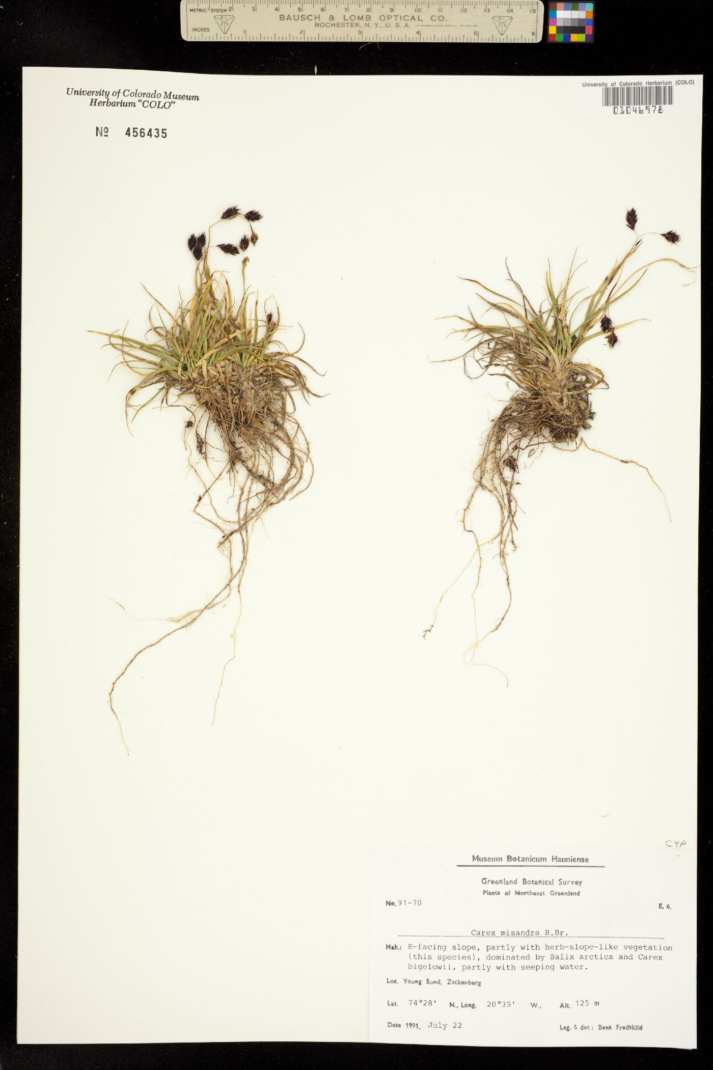 Carex fuliginosa image