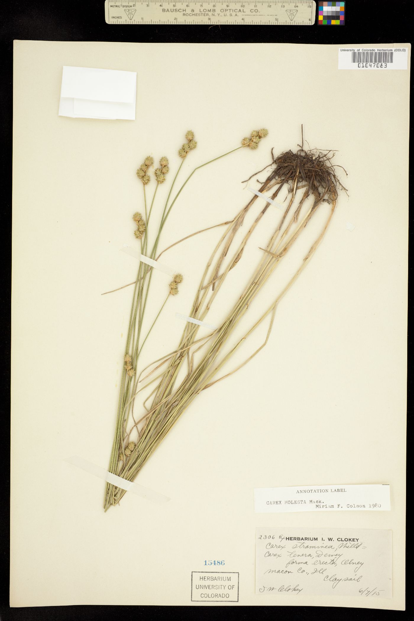 Carex molesta image