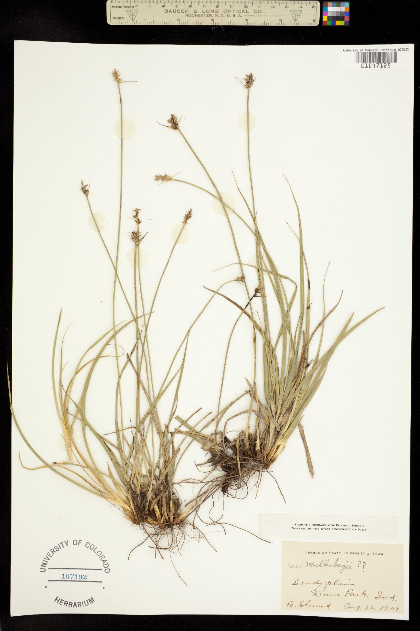 Carex muehlenbergii image