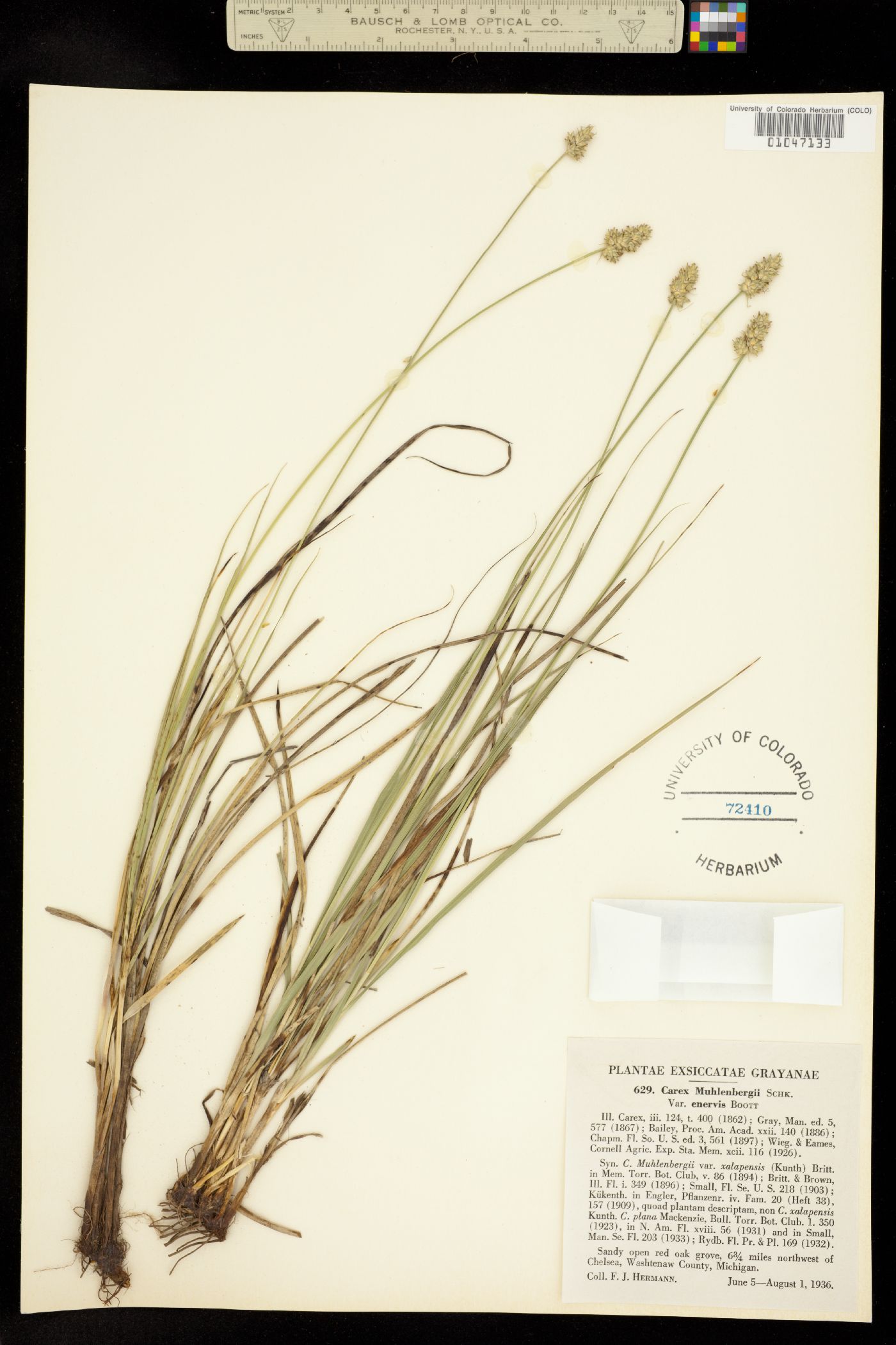 Carex muehlenbergii image