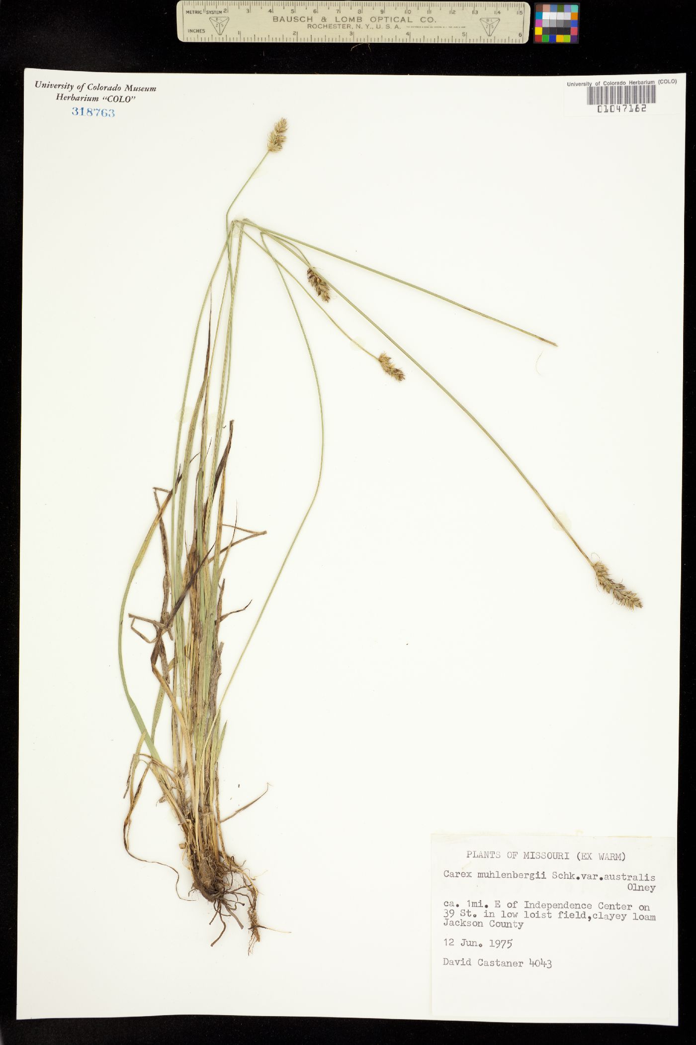 Carex muehlenbergii image