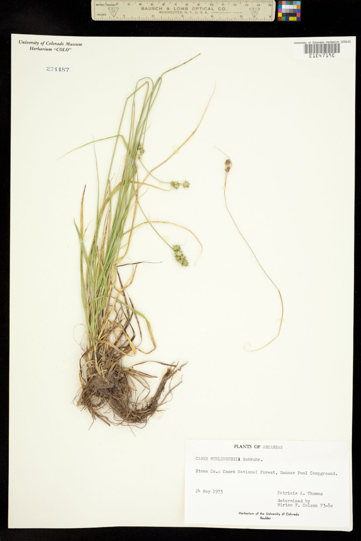 Carex muehlenbergii image