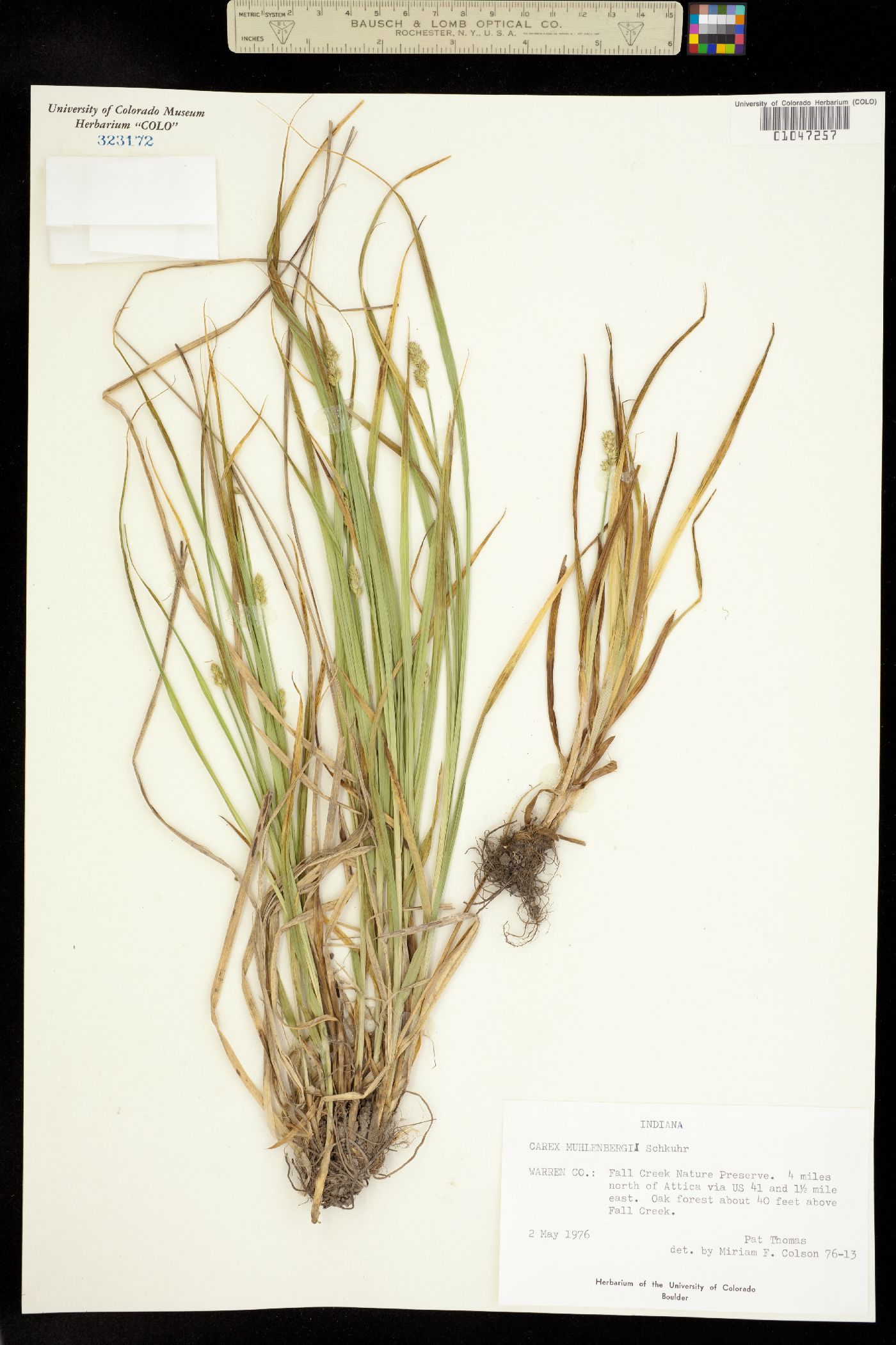 Carex muehlenbergii image