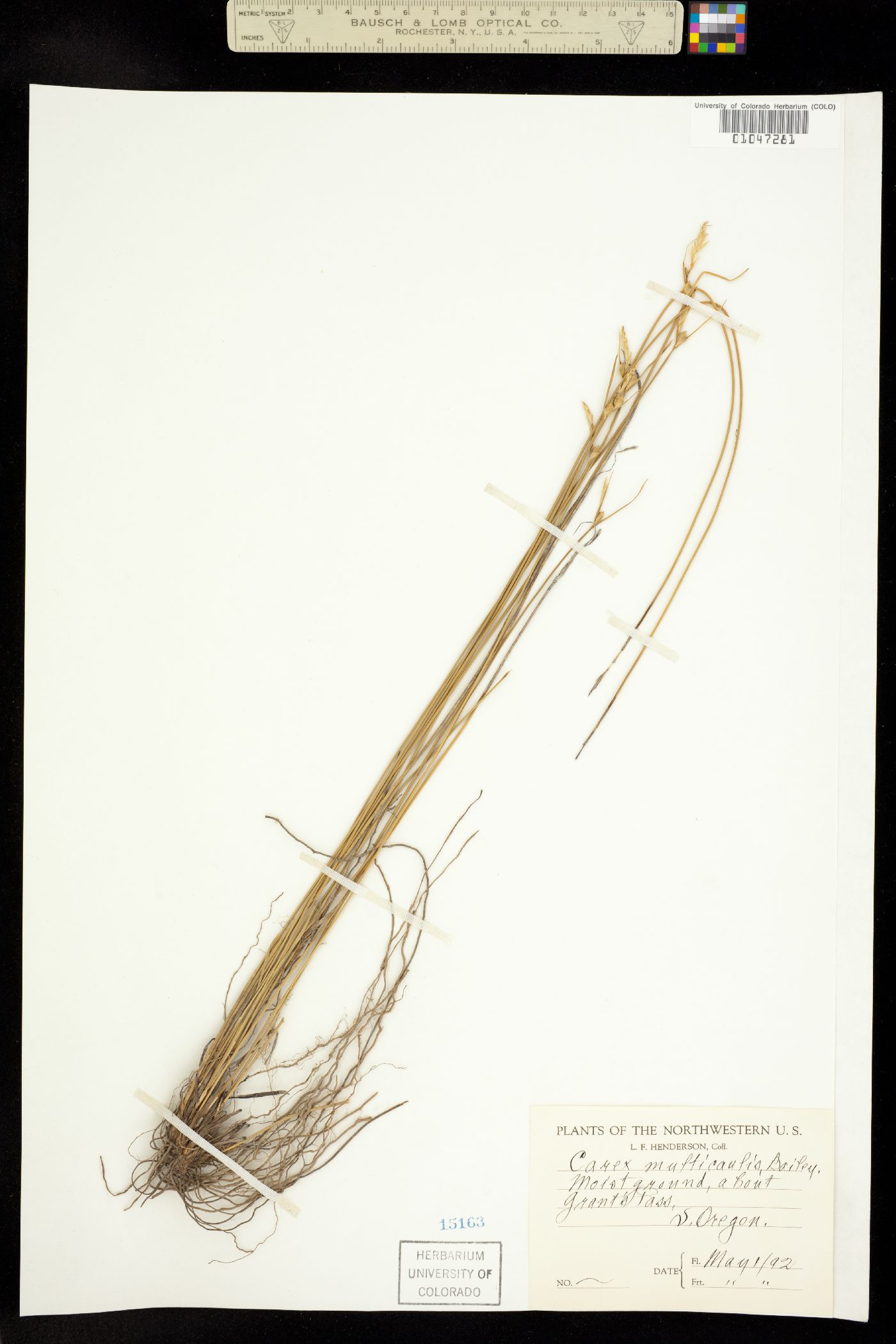 Carex multicaulis image