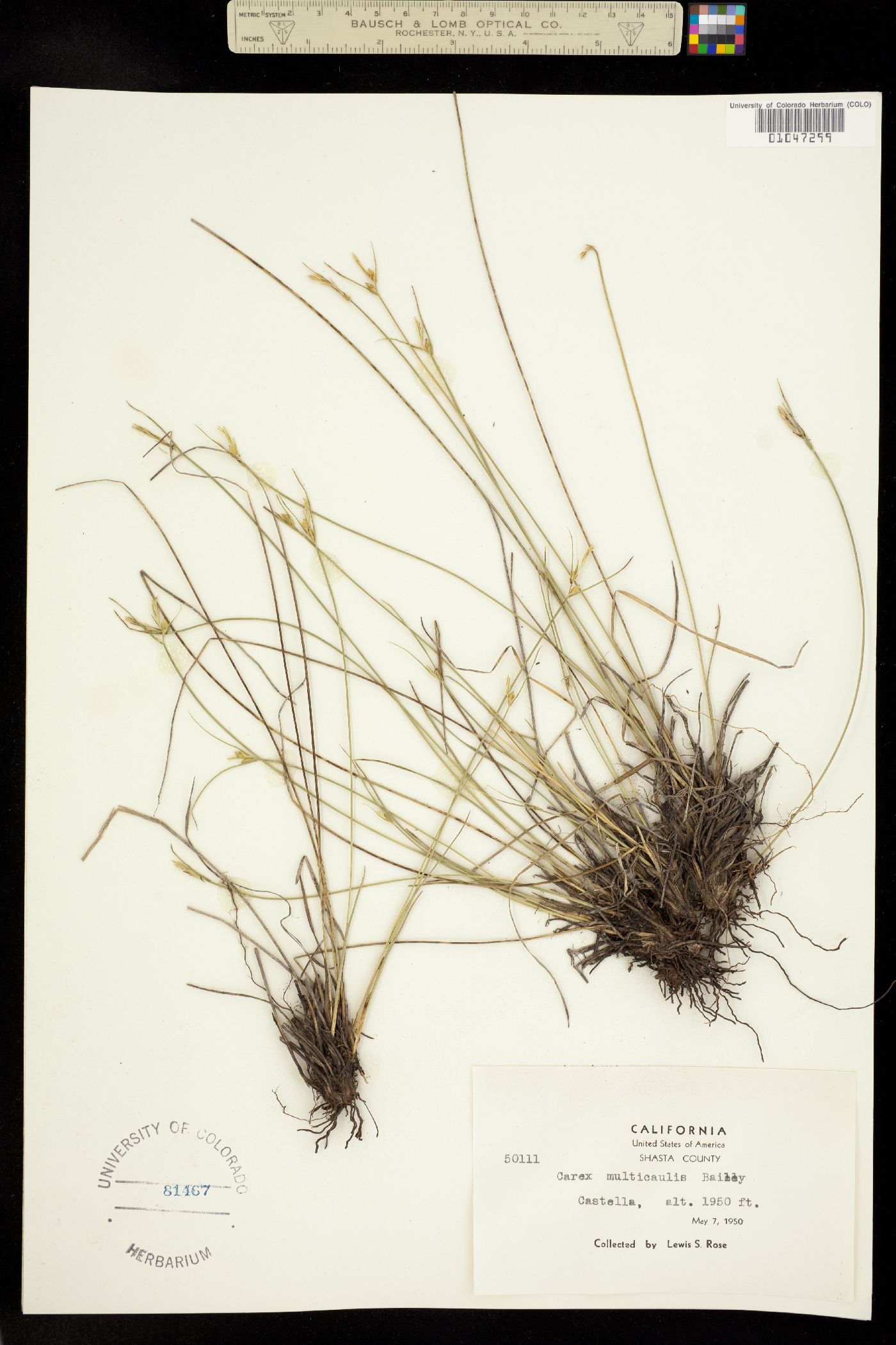 Carex multicaulis image