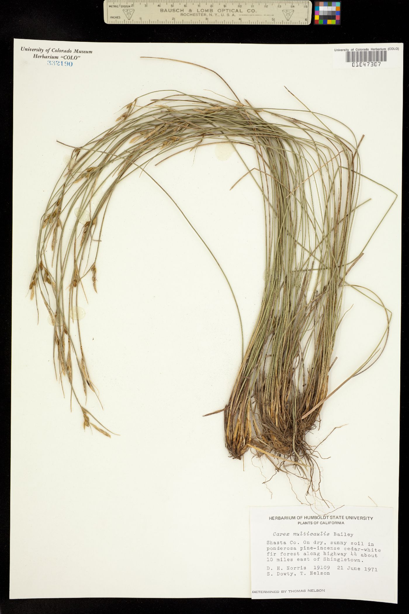 Carex multicaulis image