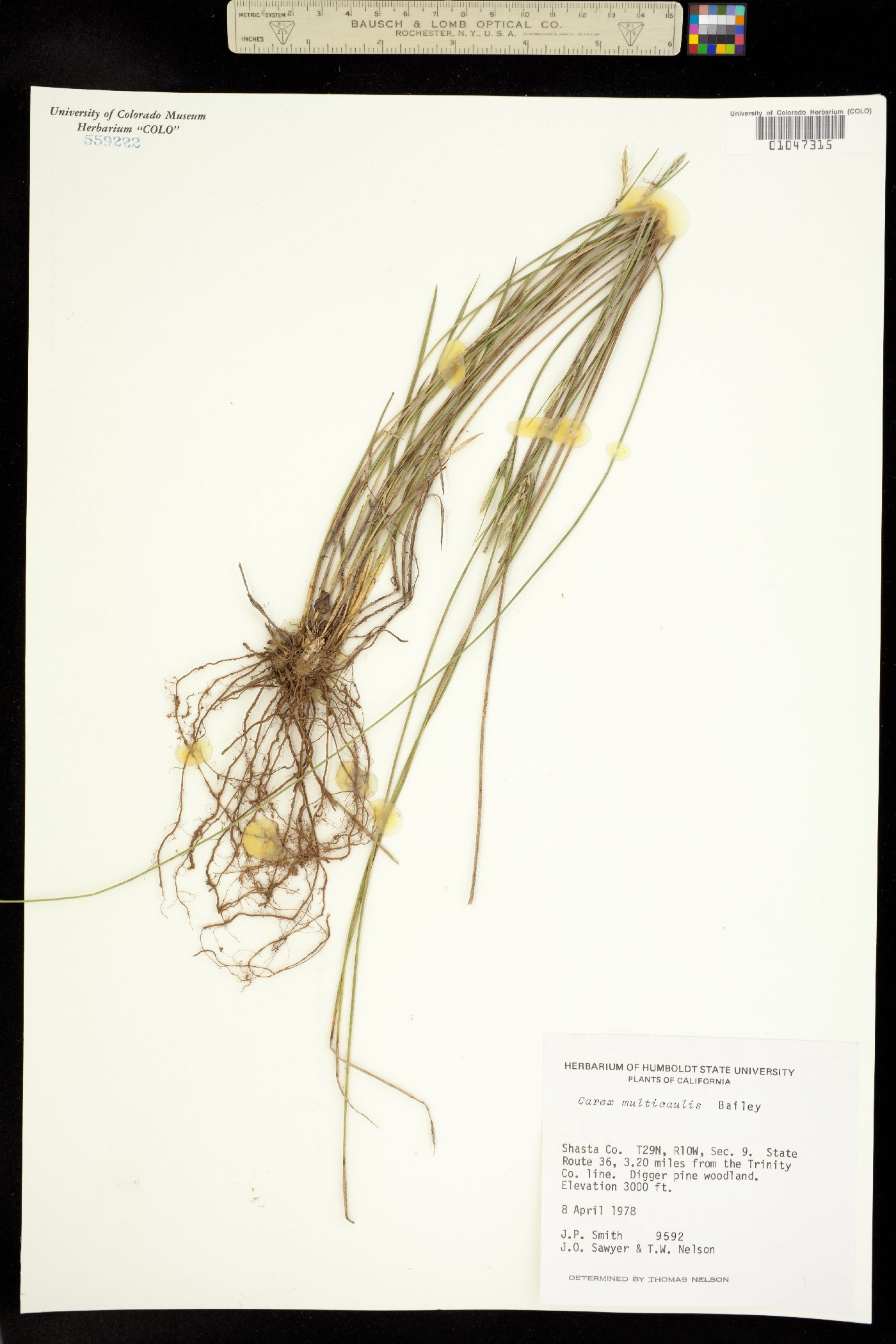 Carex multicaulis image