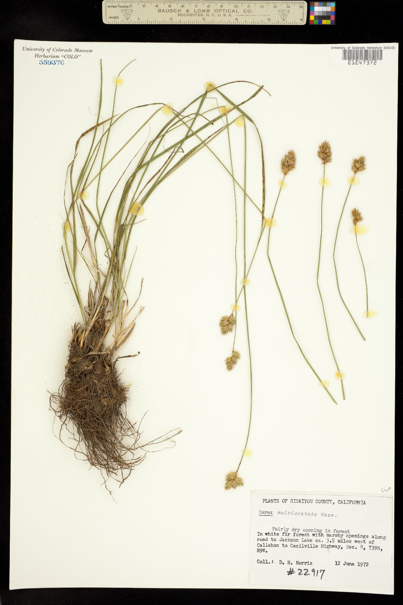Carex multicostata image