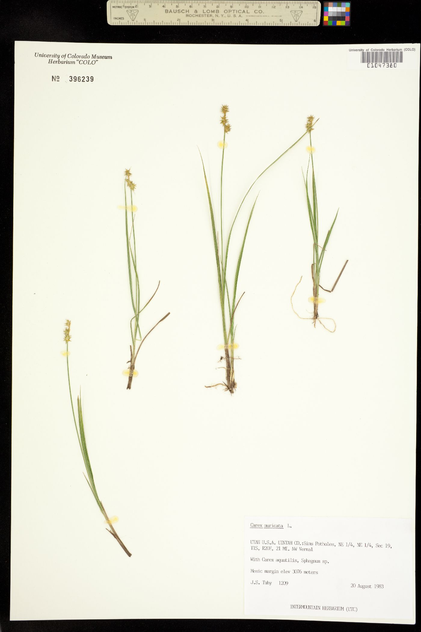 Carex muricata image