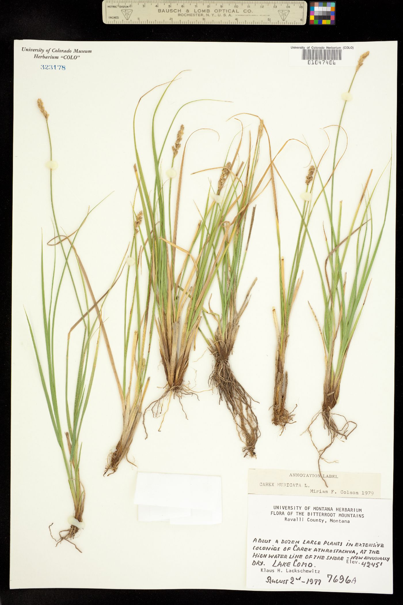 Carex muricata image