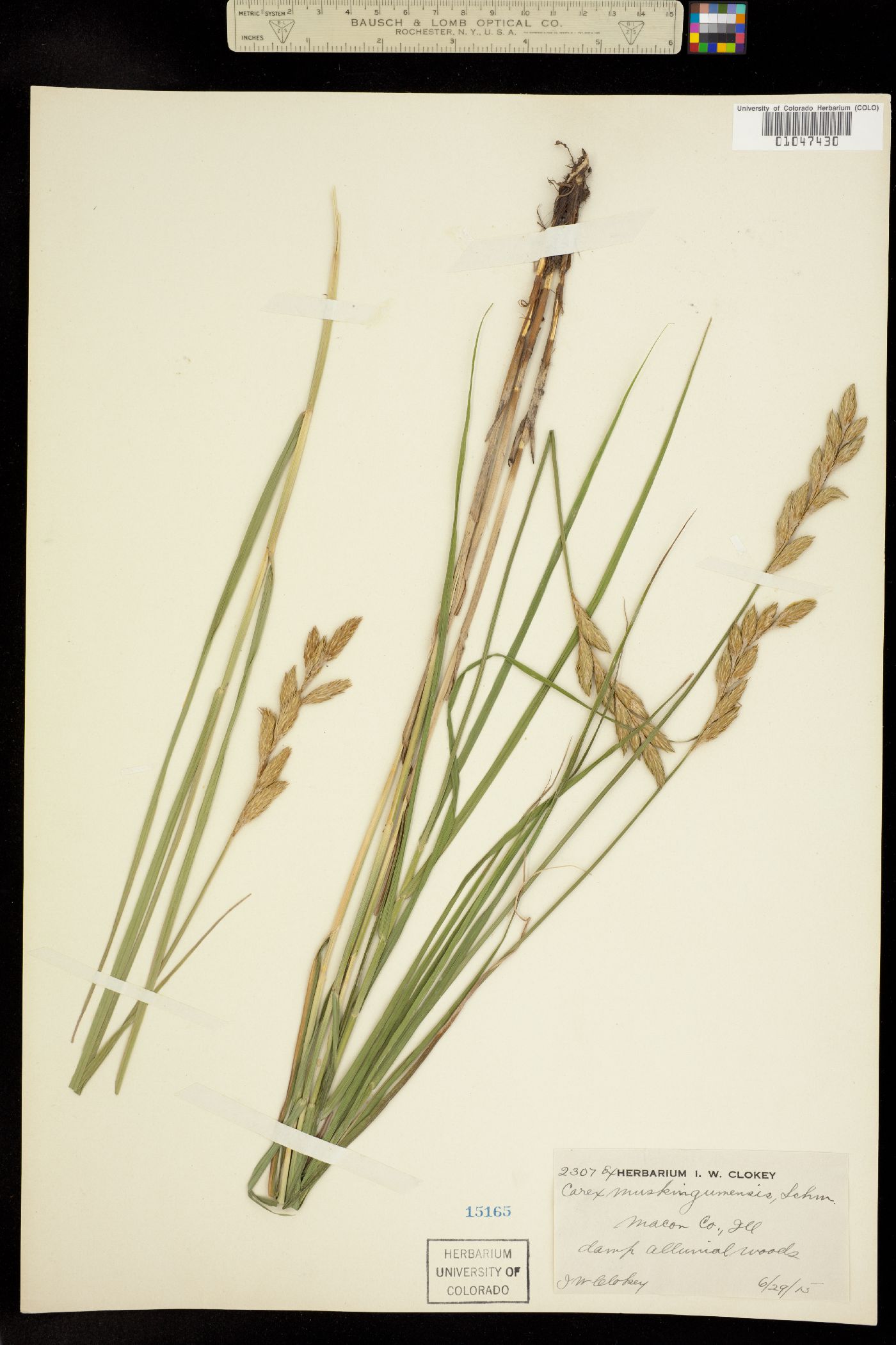 Carex muskingumensis image
