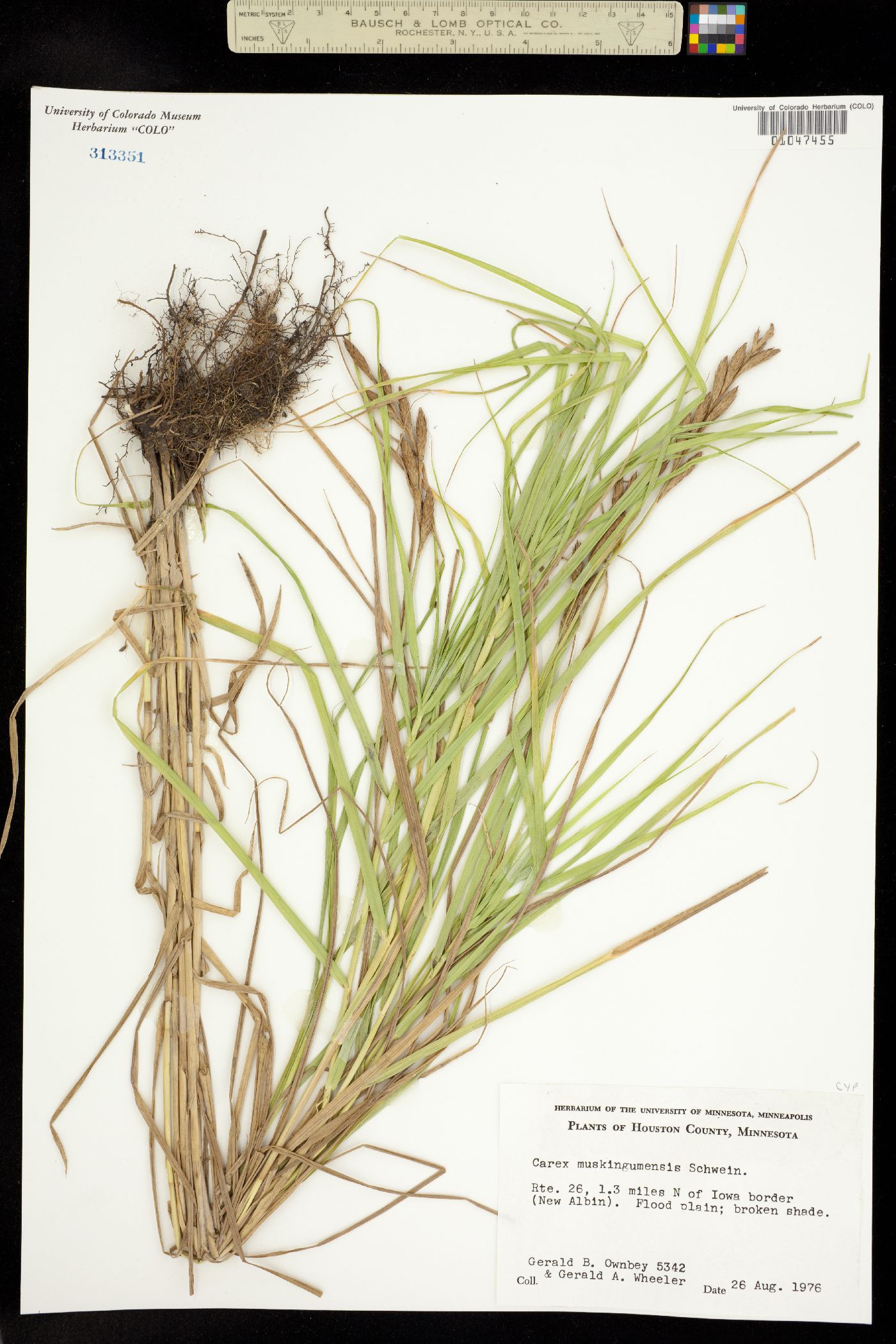 Carex muskingumensis image