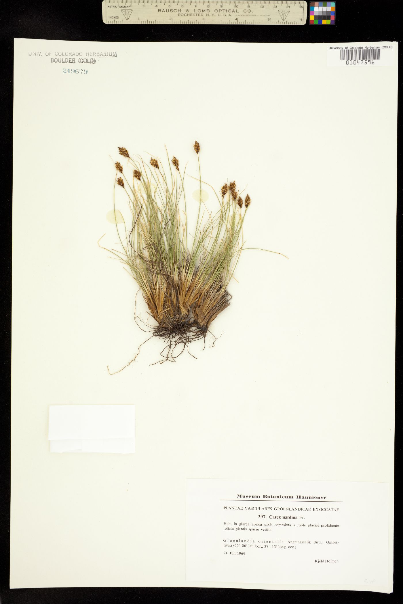 Carex nardina image
