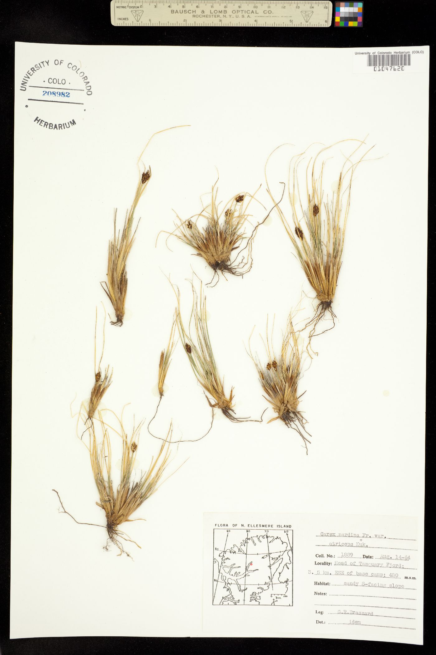 Carex nardina image