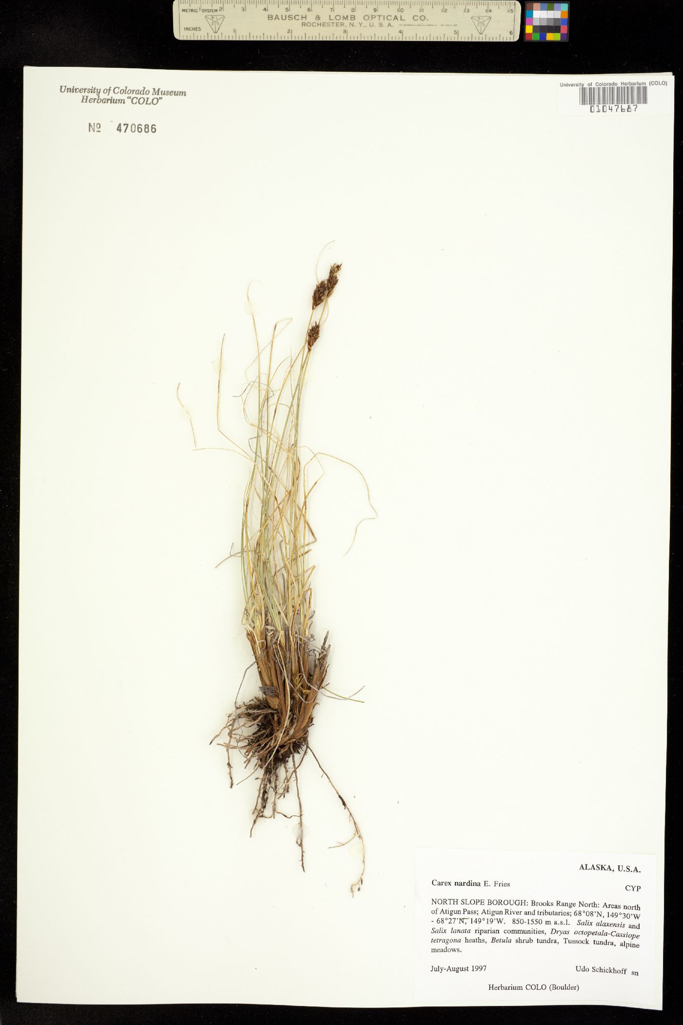 Carex nardina image