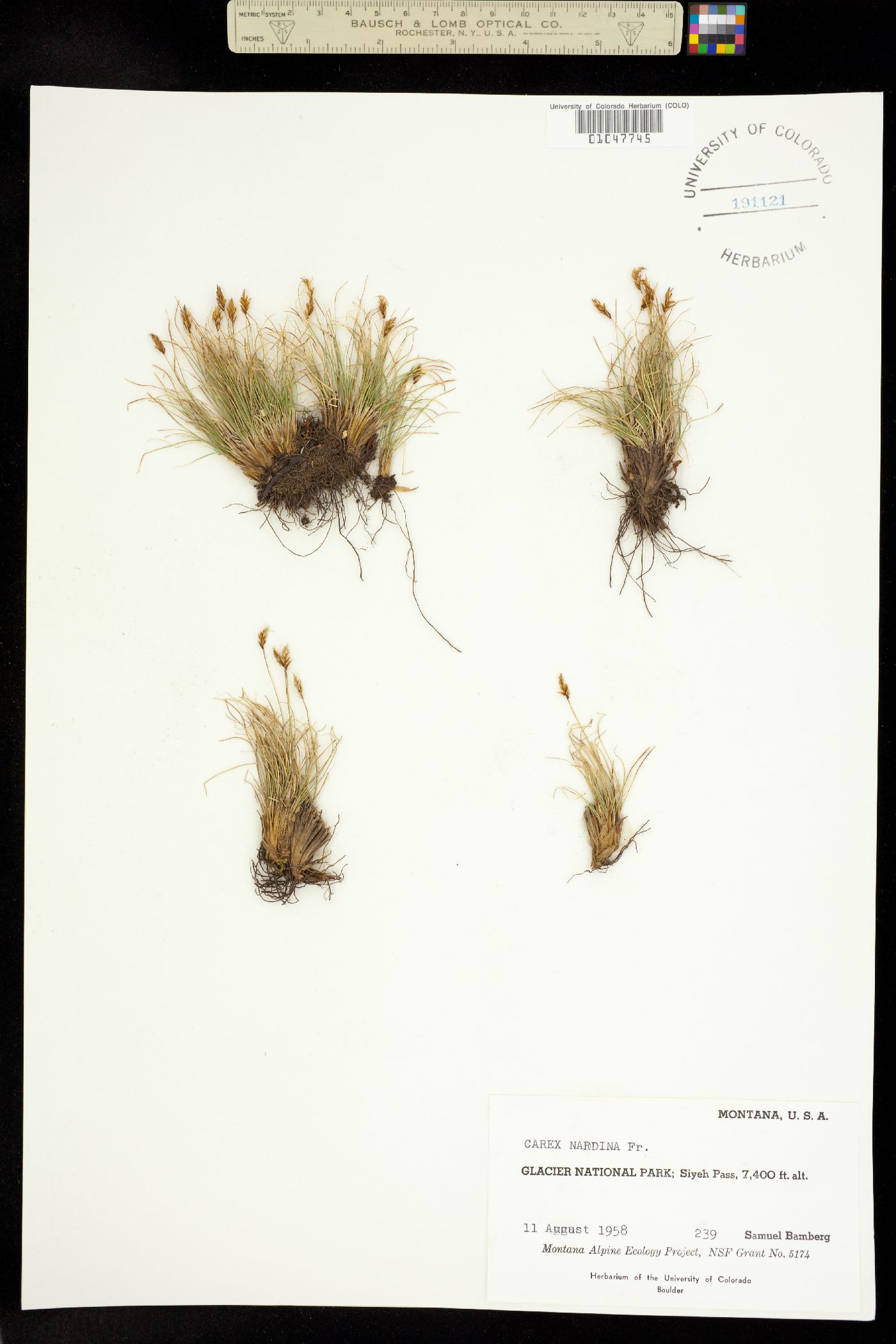 Carex nardina image