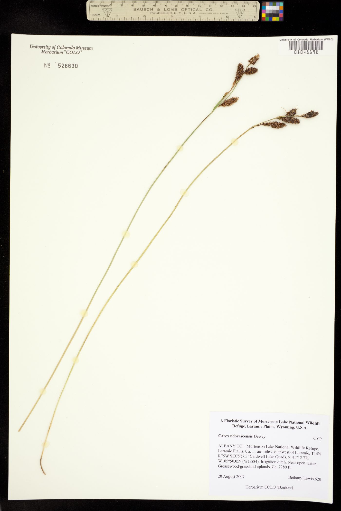Carex nebrascensis image