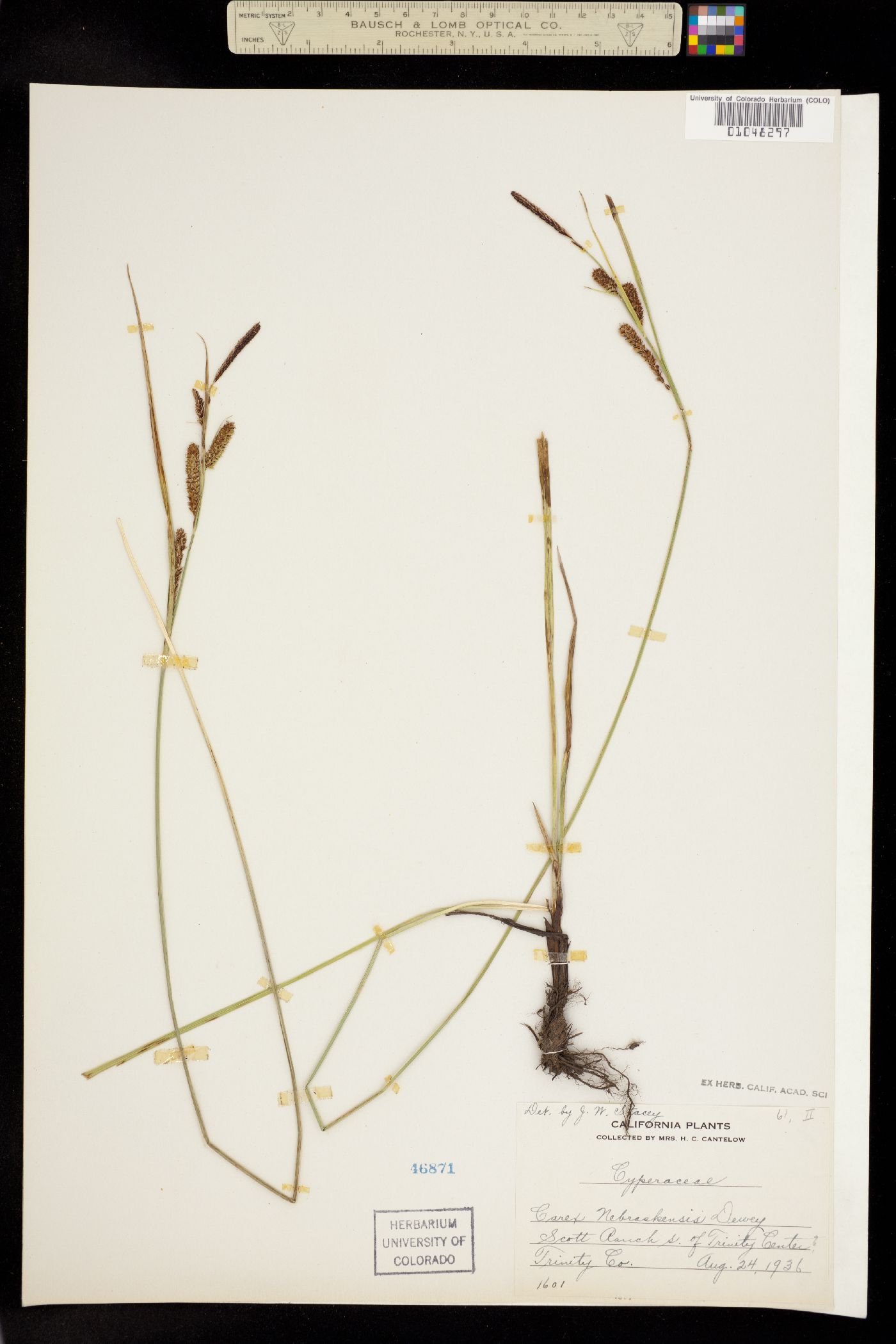 Carex nebrascensis image