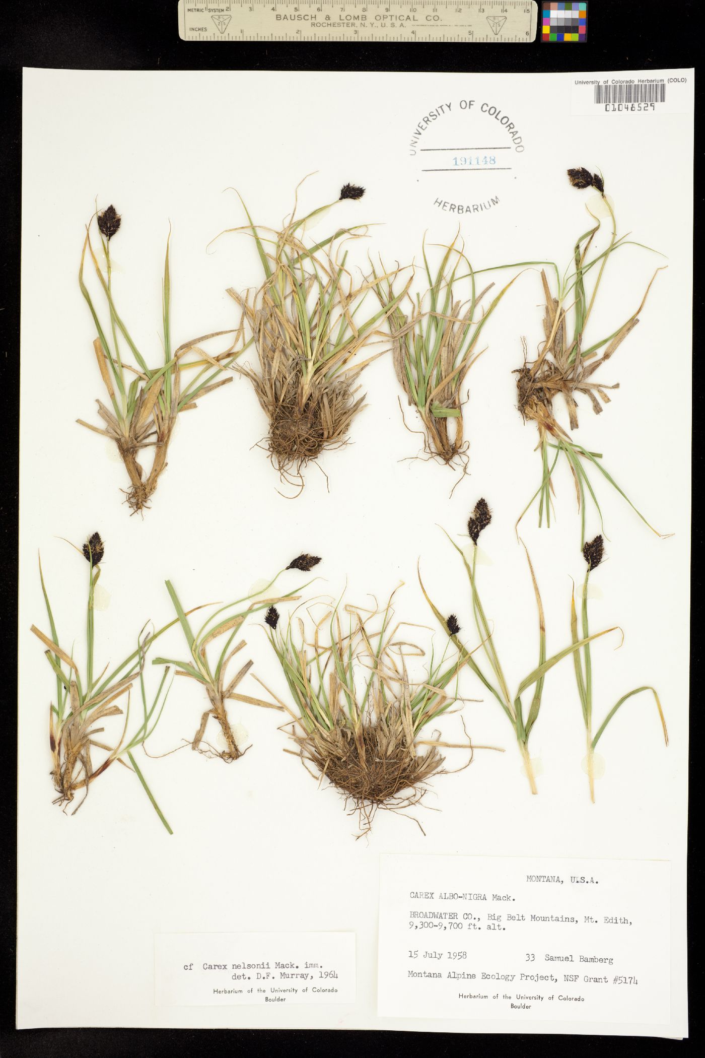 Carex nelsonii image