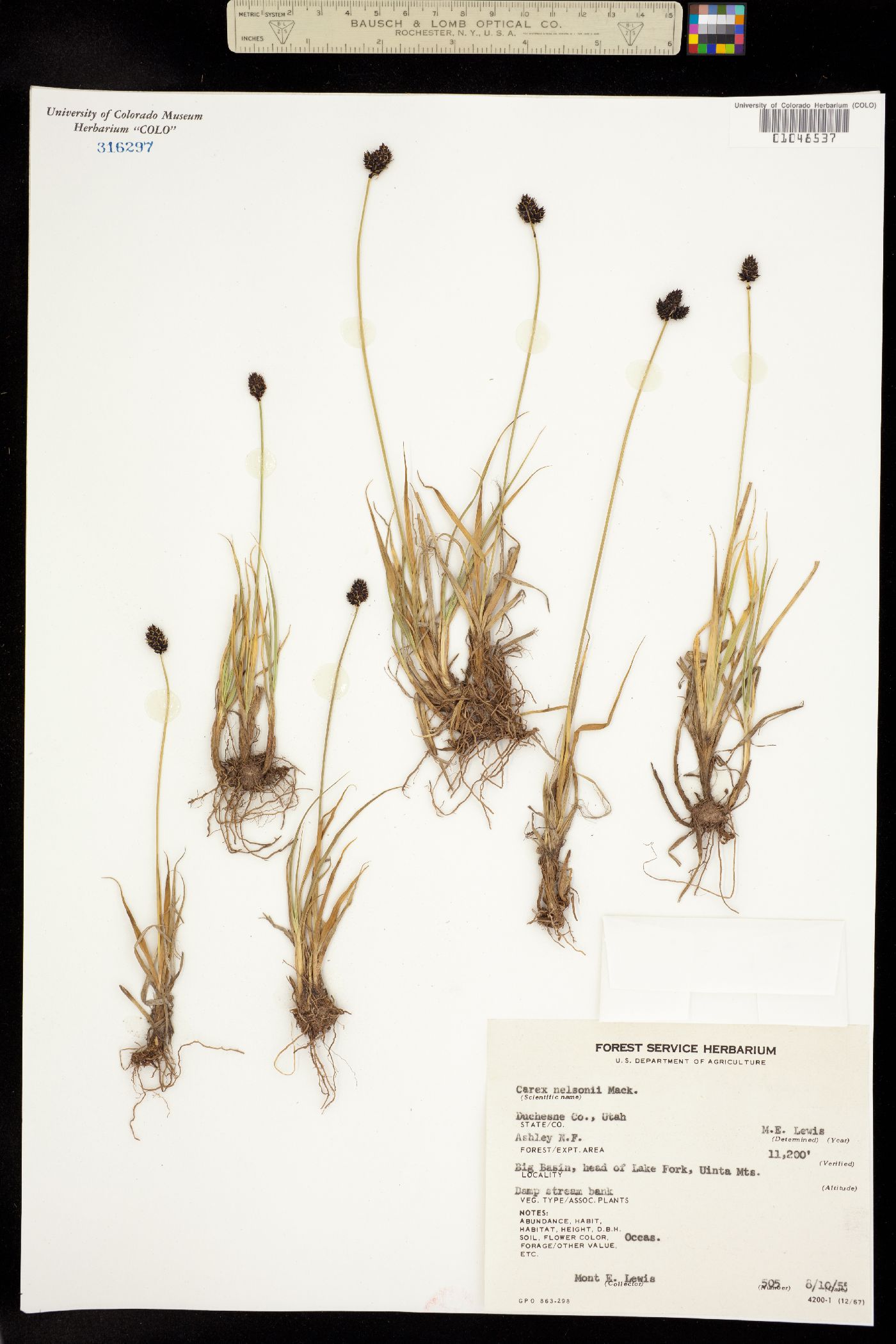 Carex nelsonii image