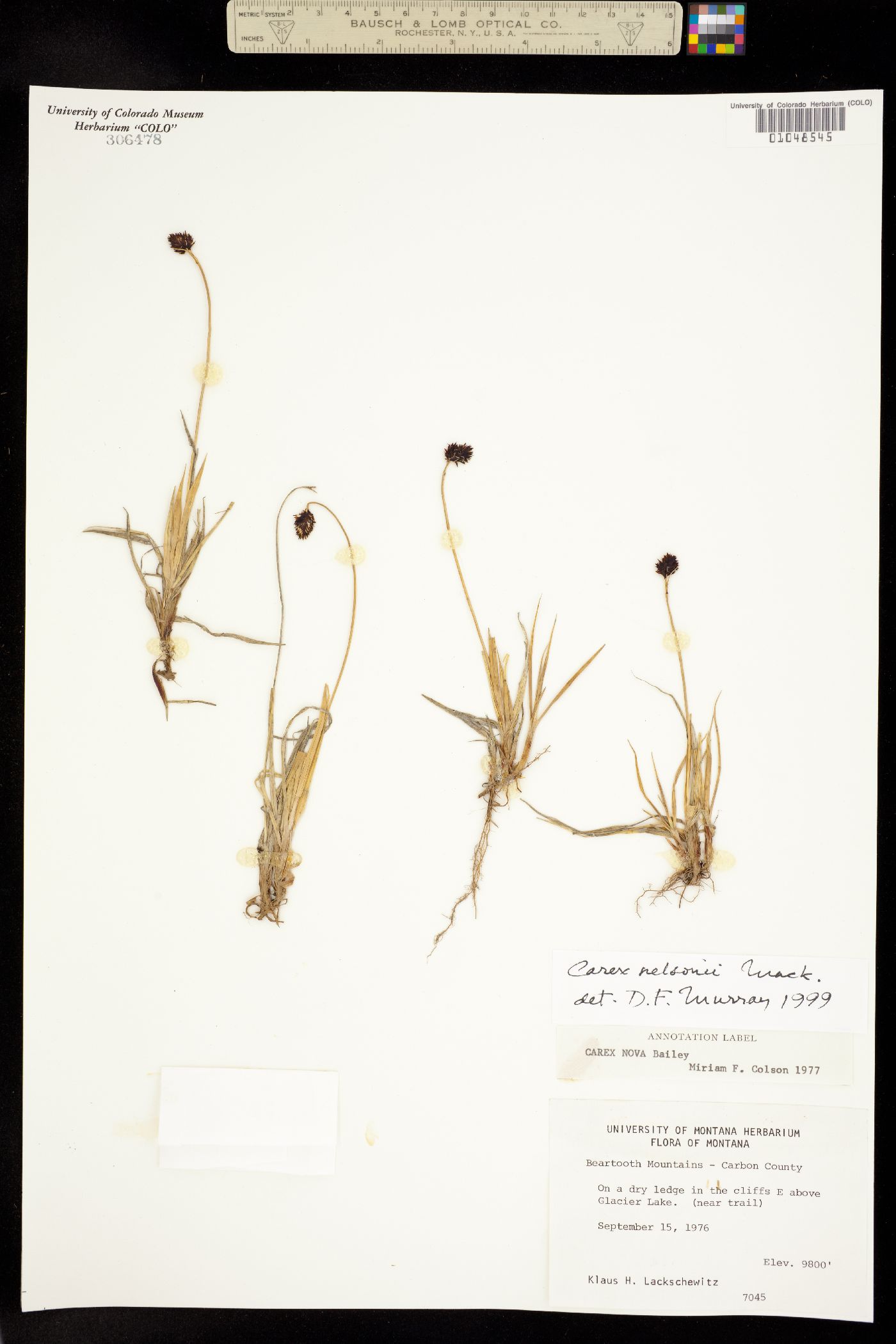 Carex nelsonii image