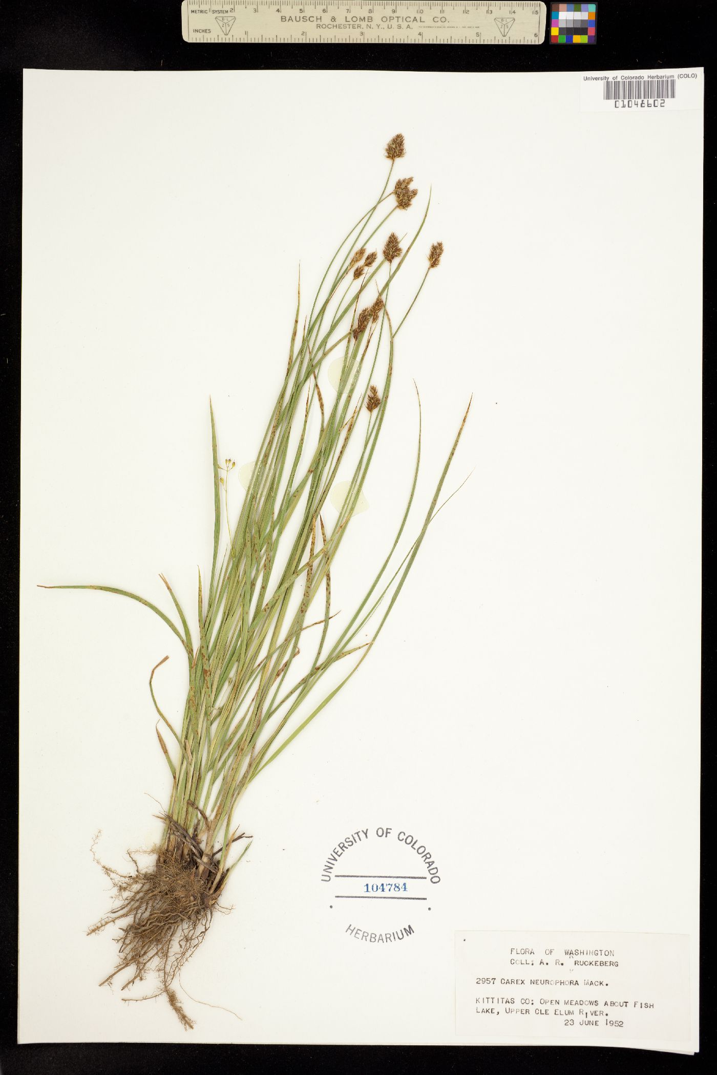 Carex neurophora image