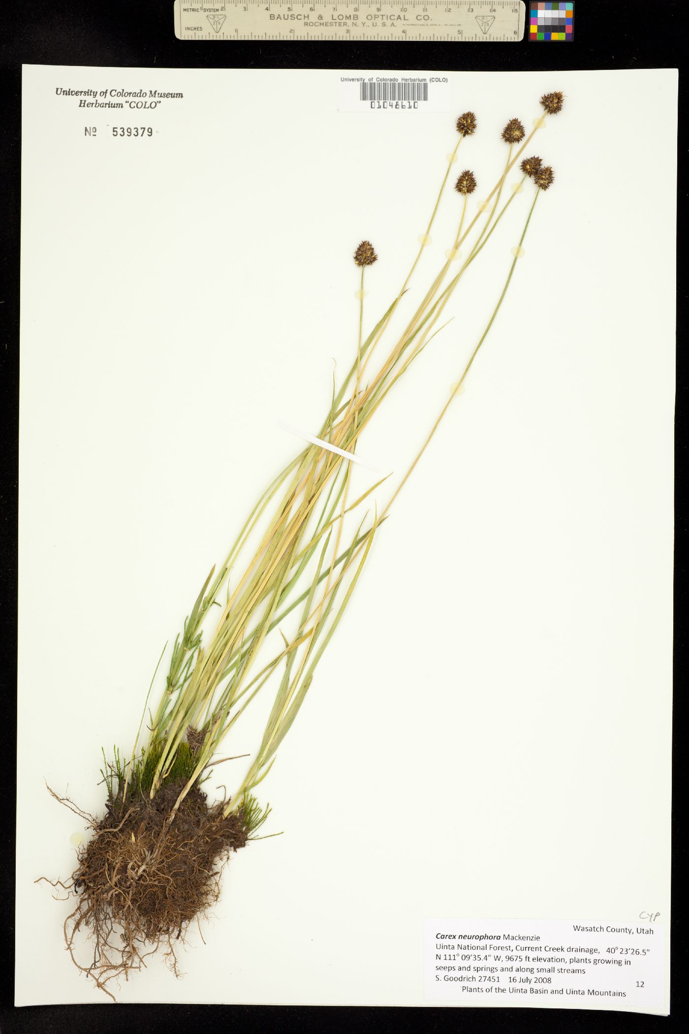 Carex neurophora image