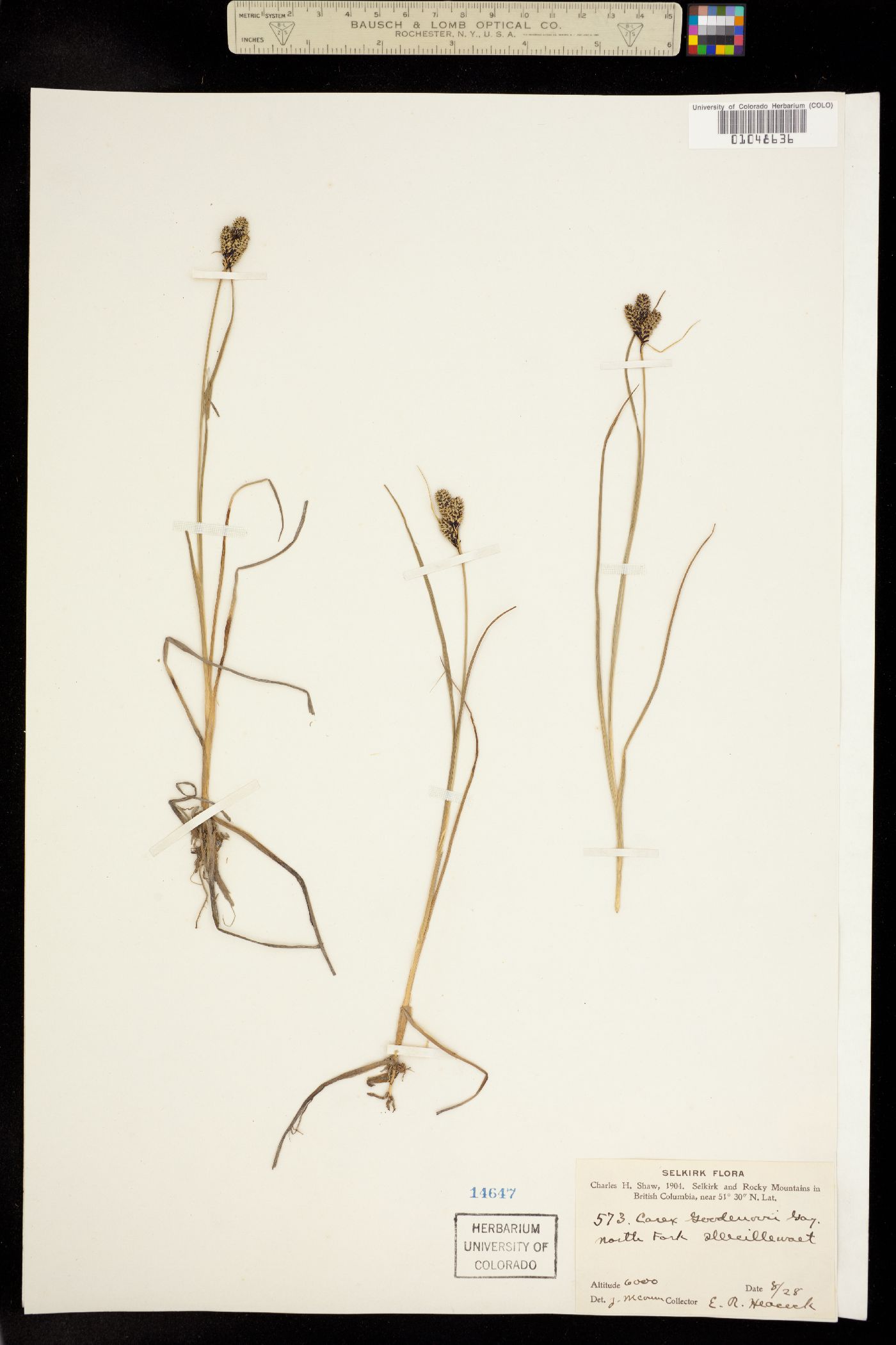 Carex nigra image