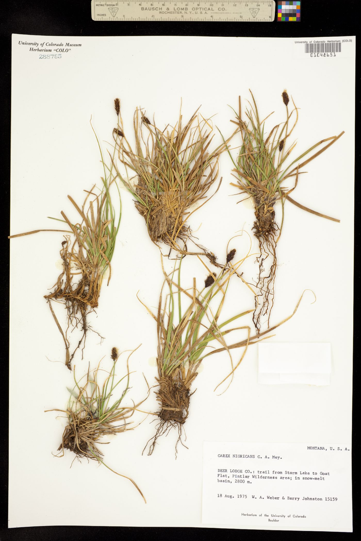 Carex nigricans image