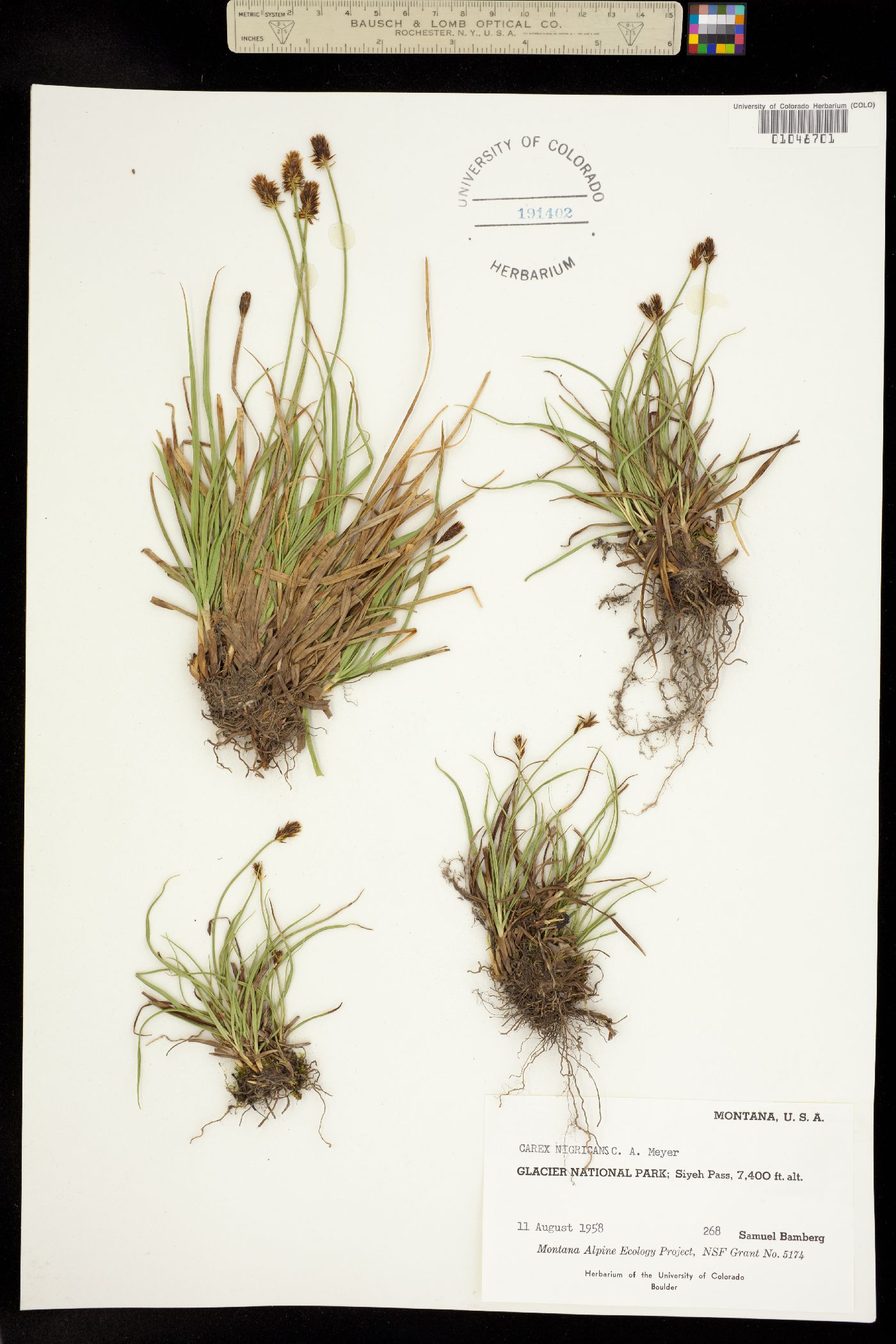 Carex nigricans image