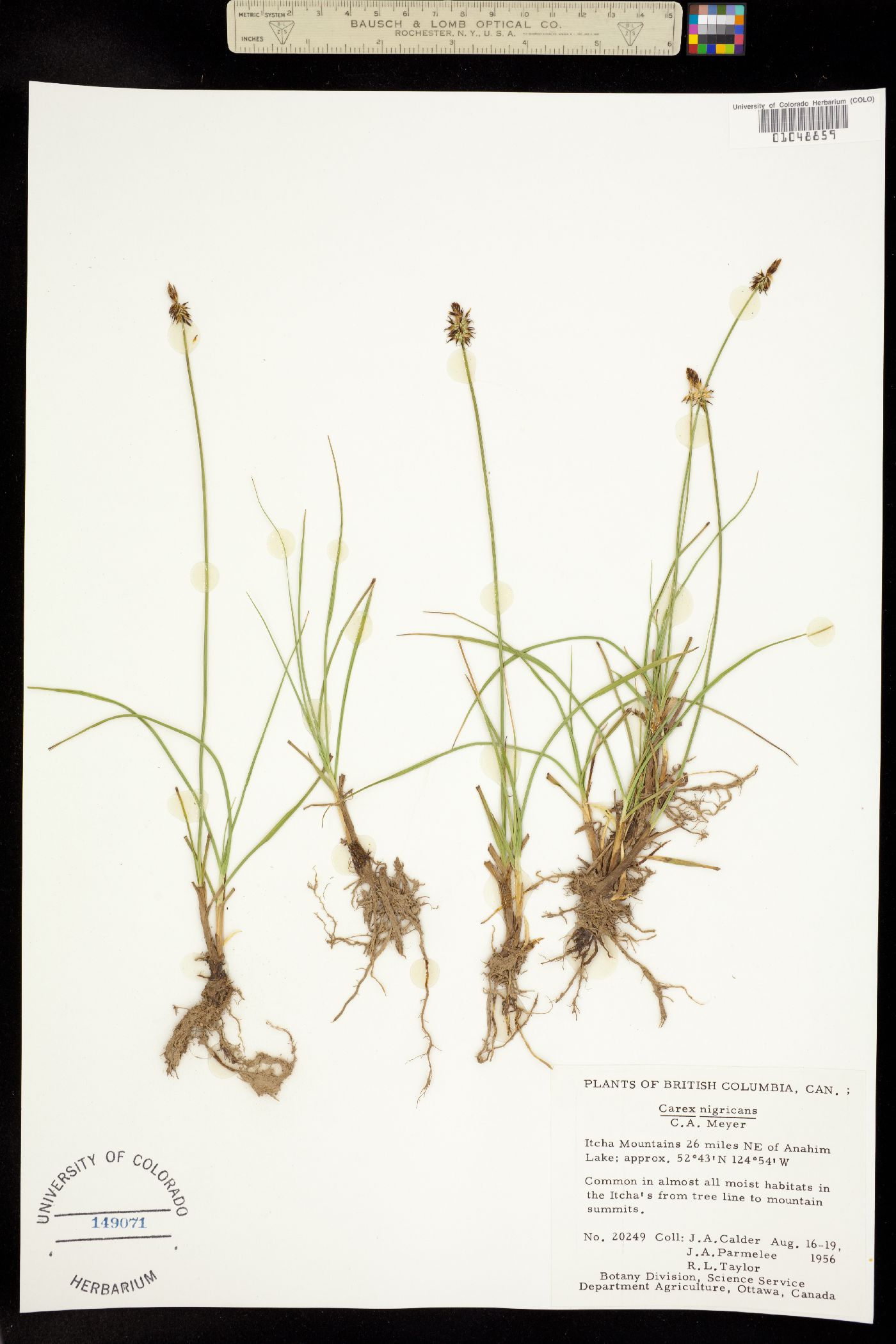 Carex nigricans image