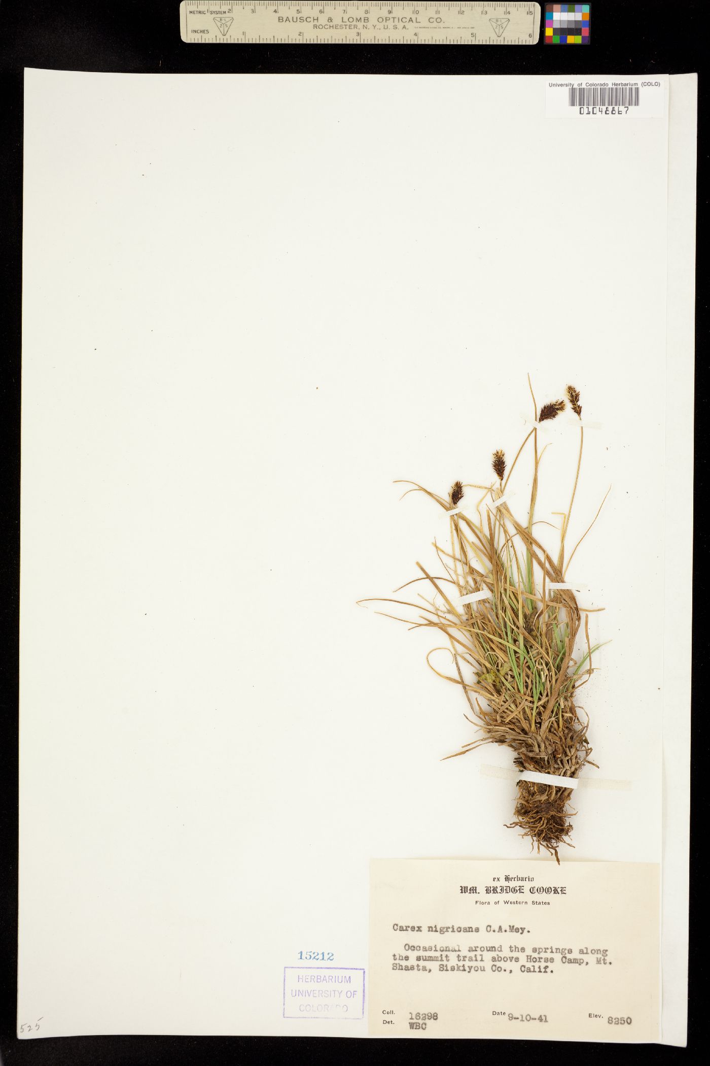 Carex nigricans image