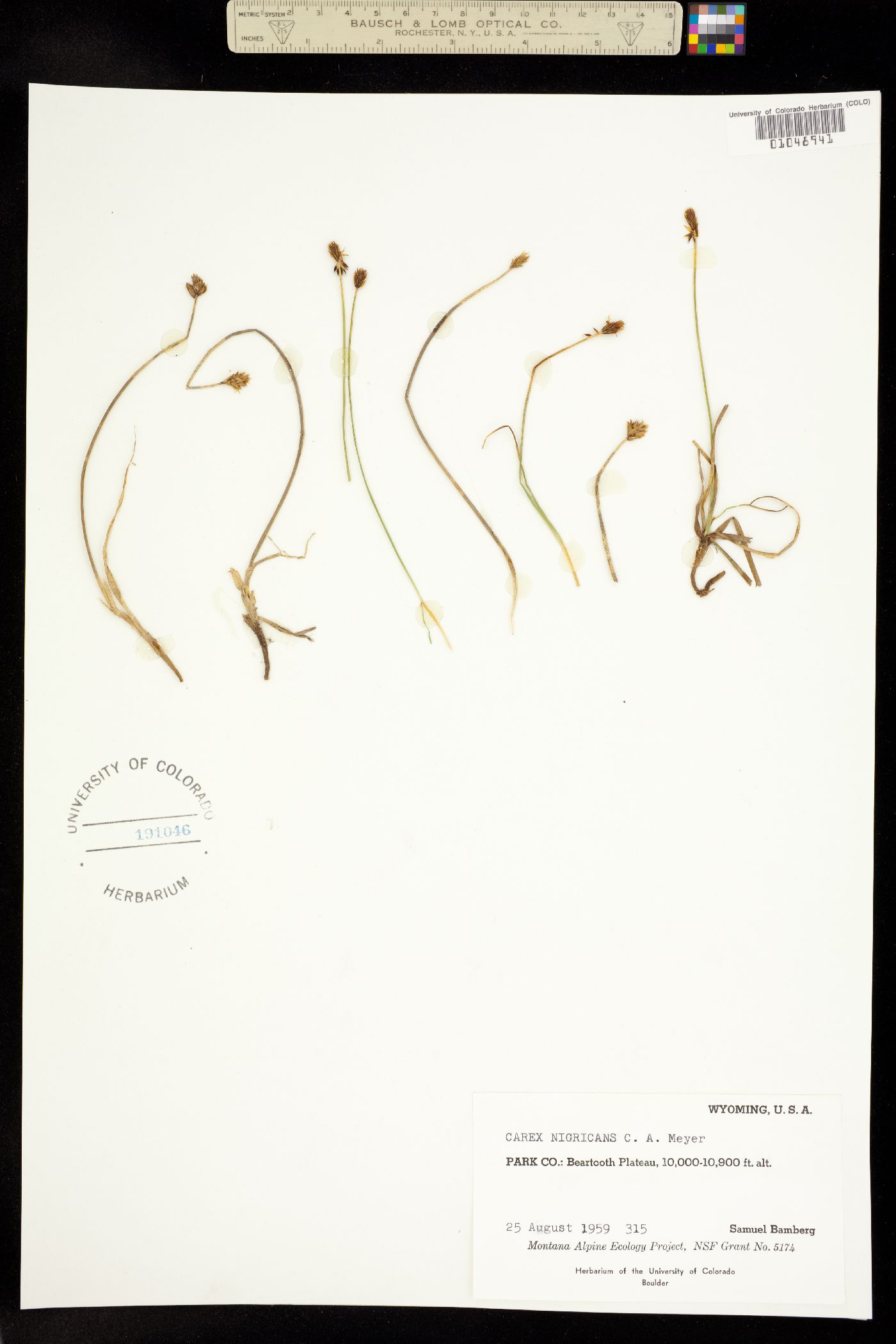 Carex nigricans image