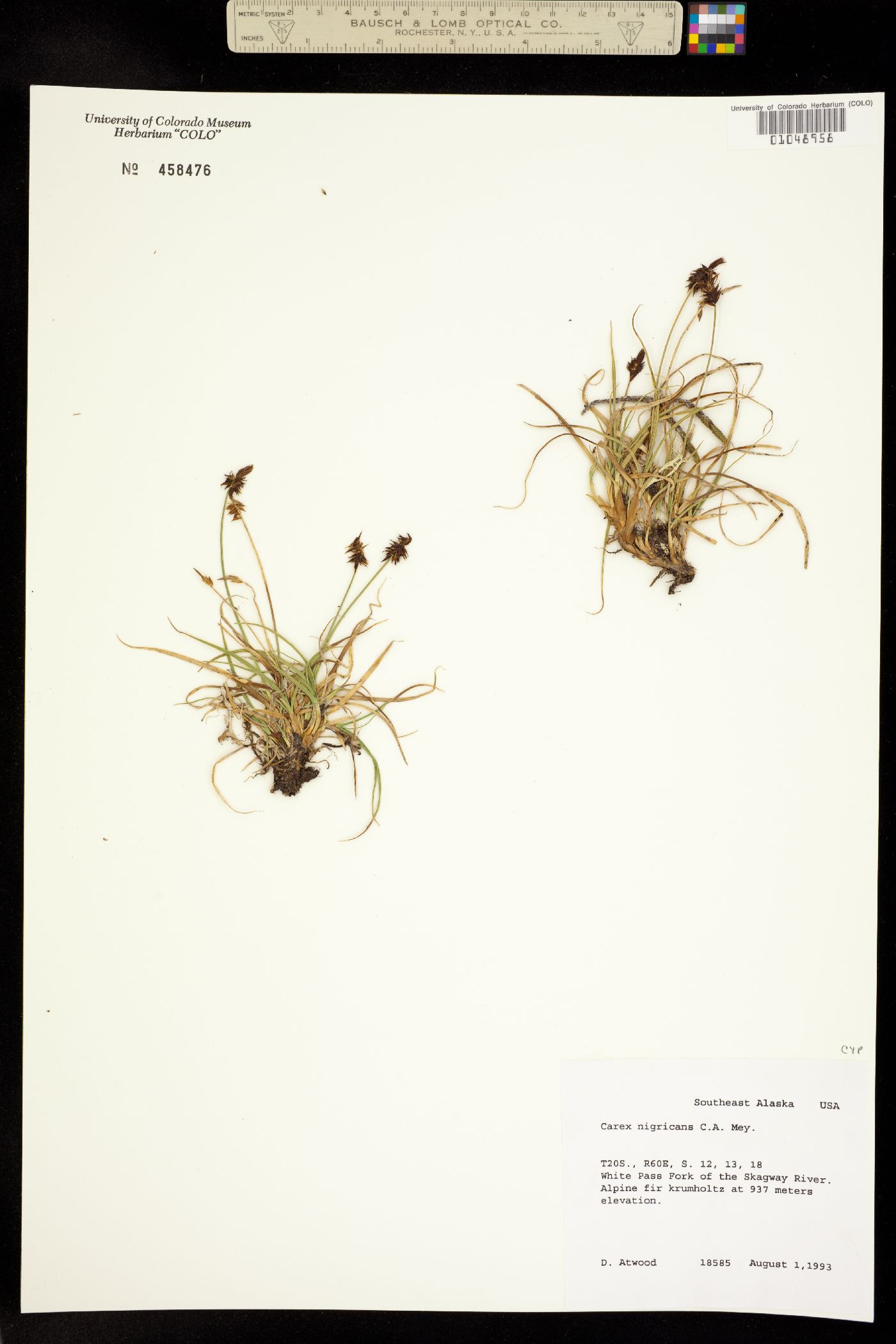 Carex nigricans image