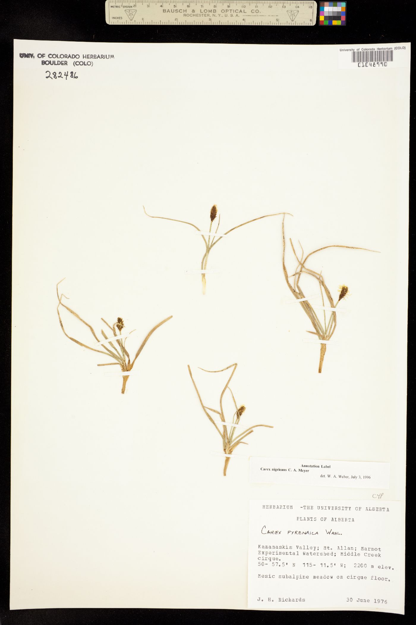 Carex nigricans image