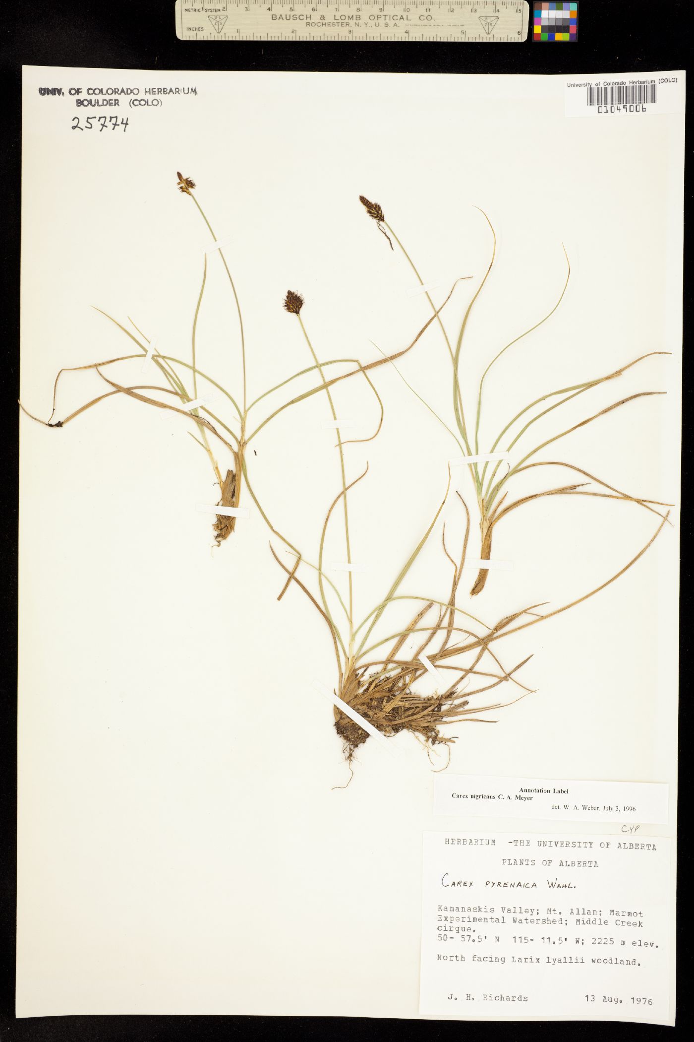 Carex nigricans image