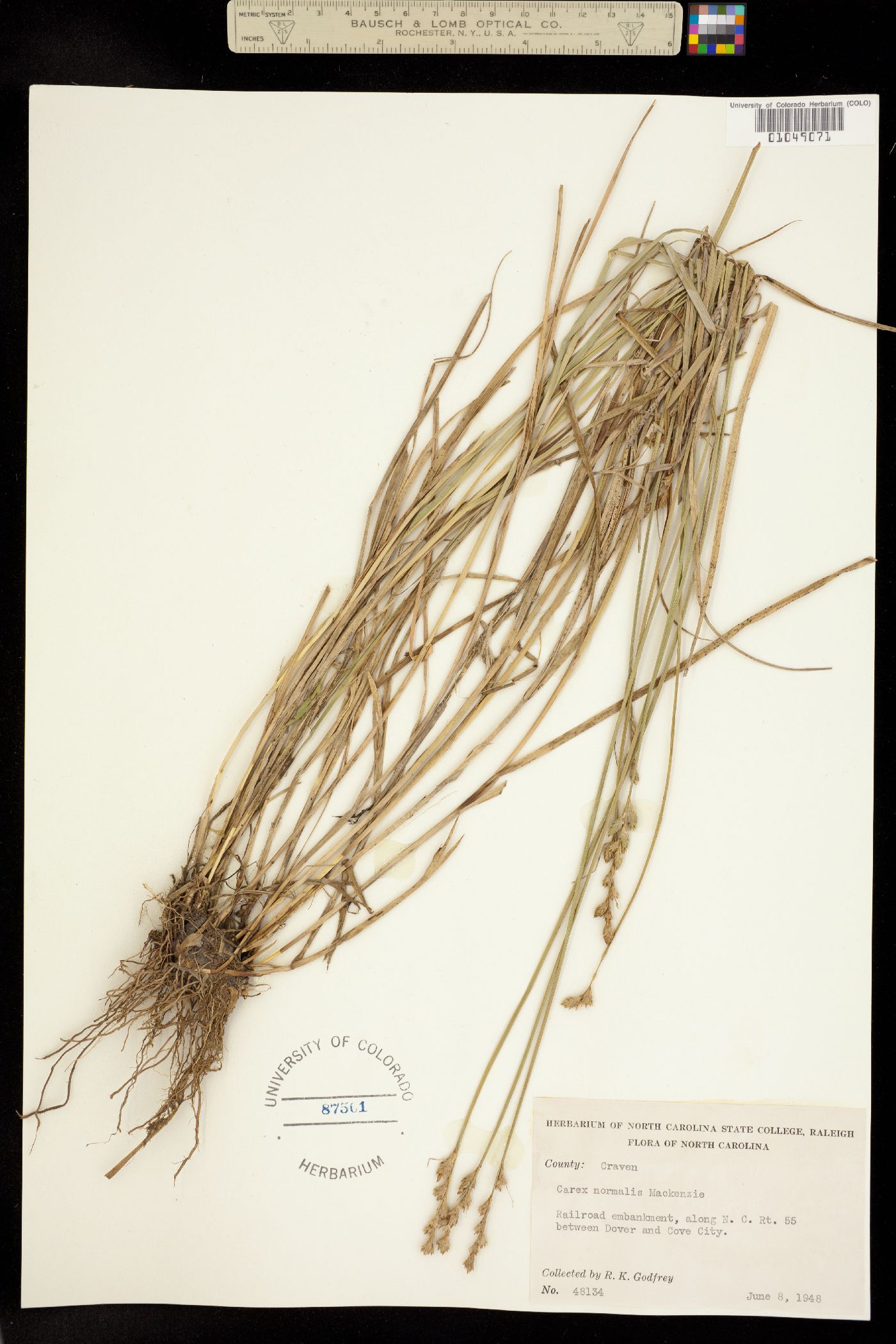 Carex normalis image