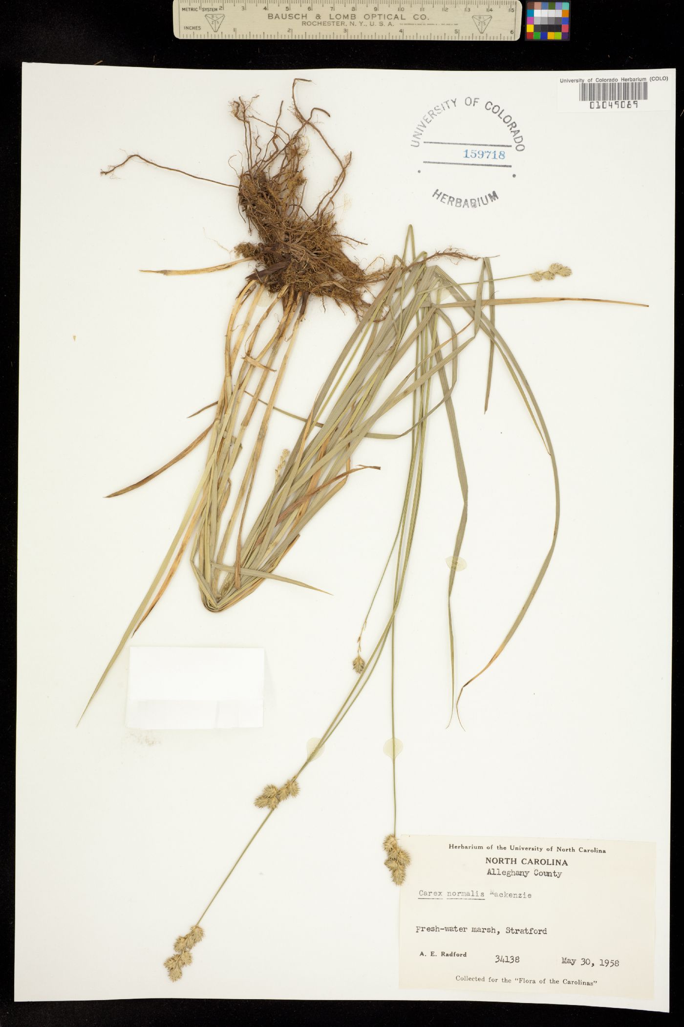 Carex normalis image