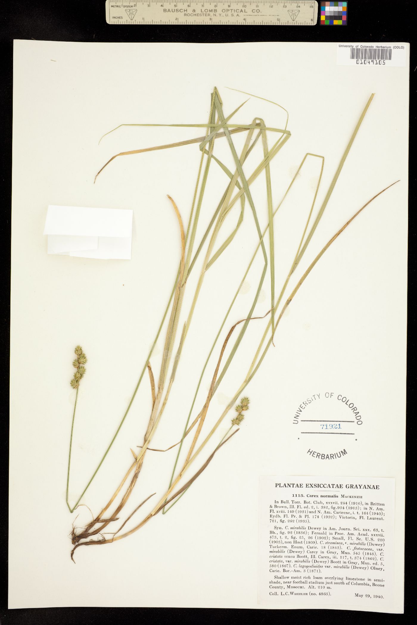 Carex normalis image