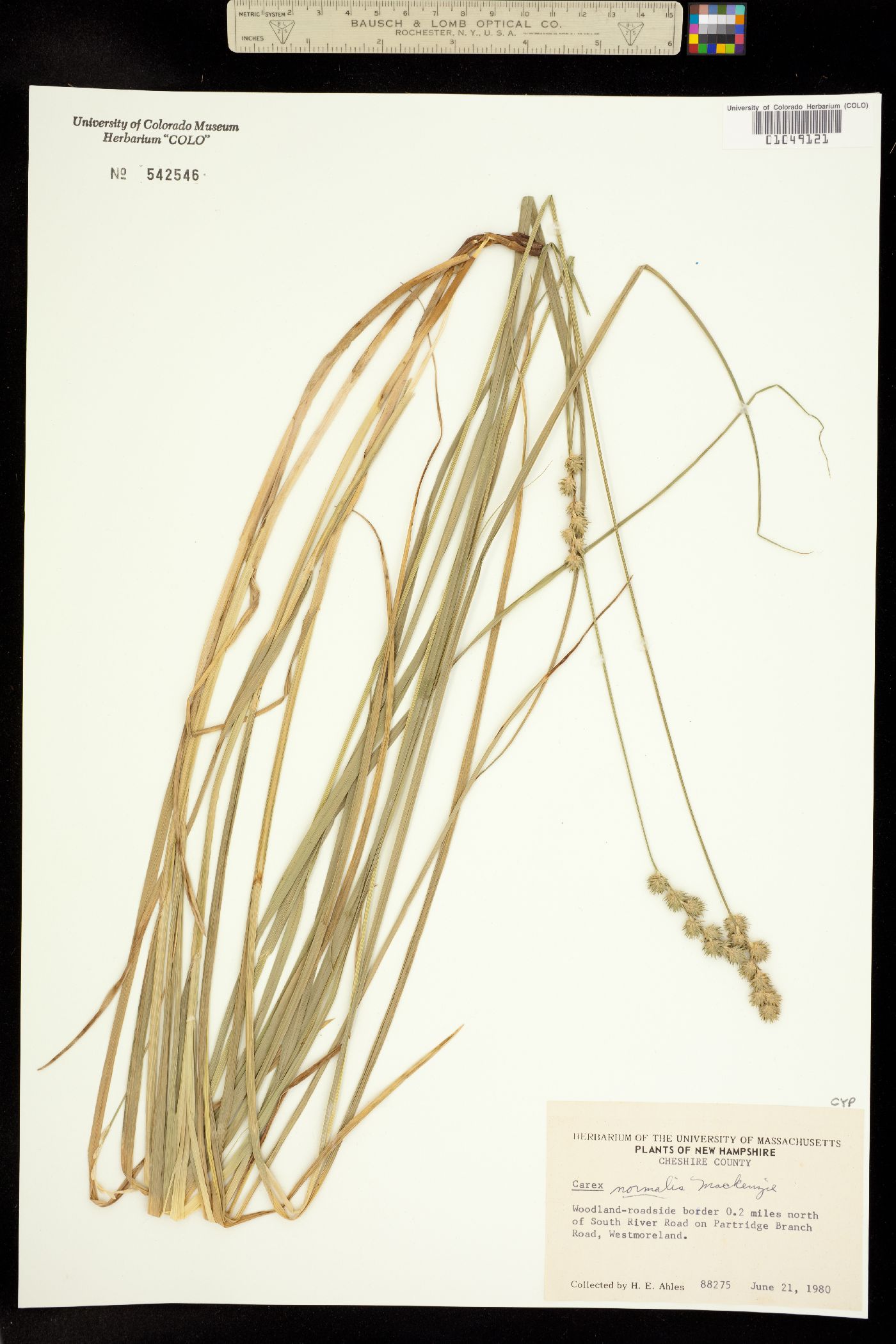 Carex normalis image