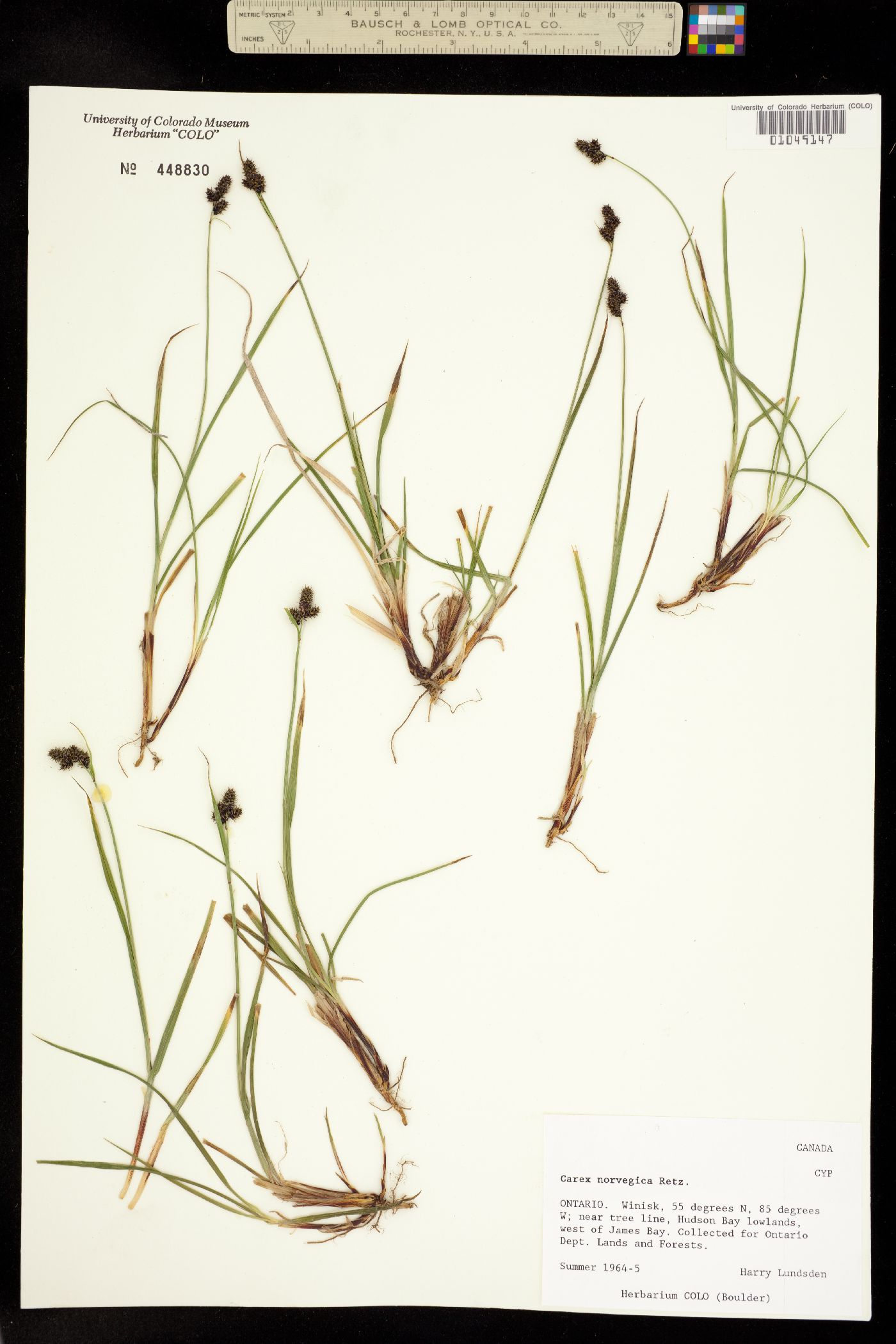 Carex norvegica image