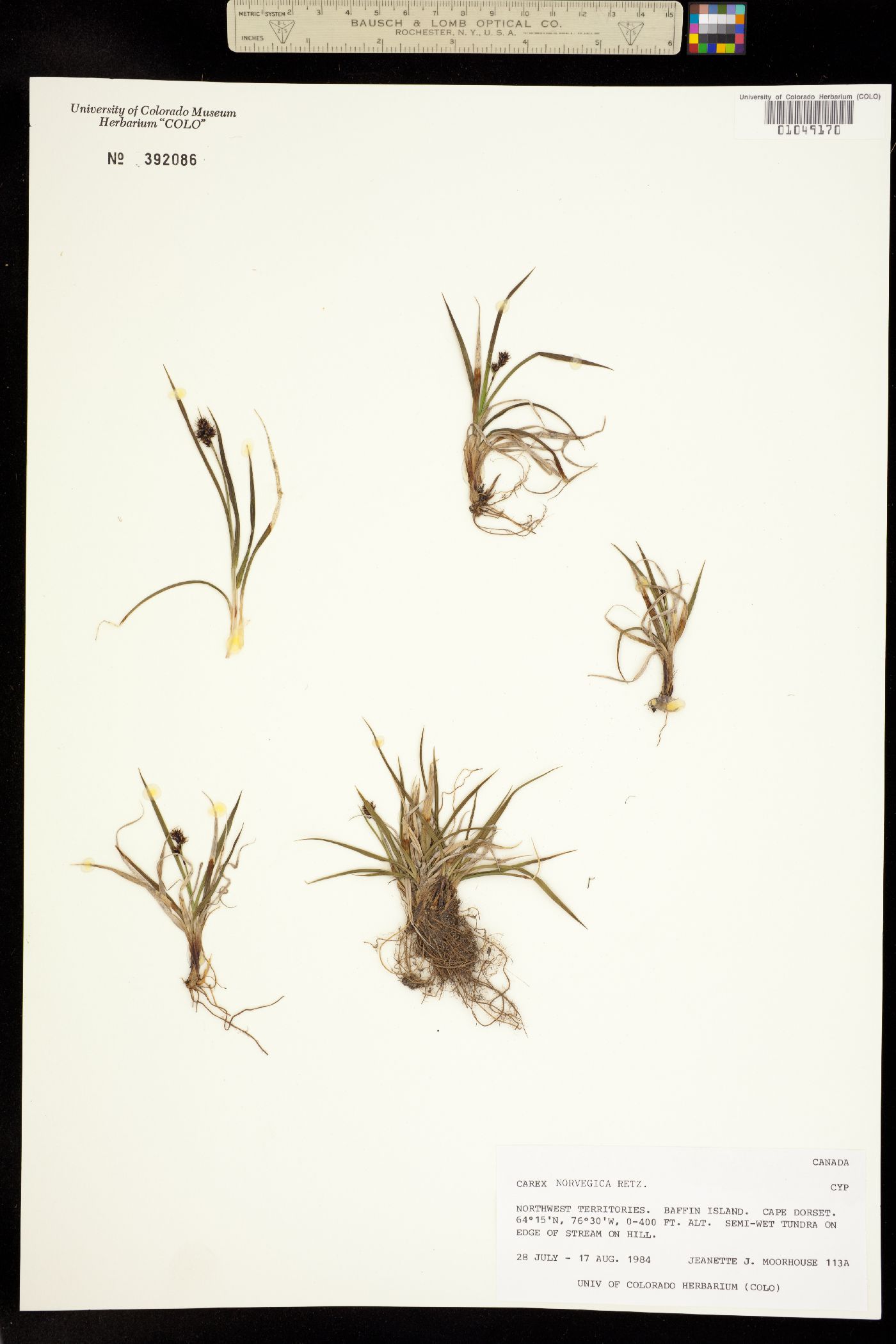 Carex norvegica image