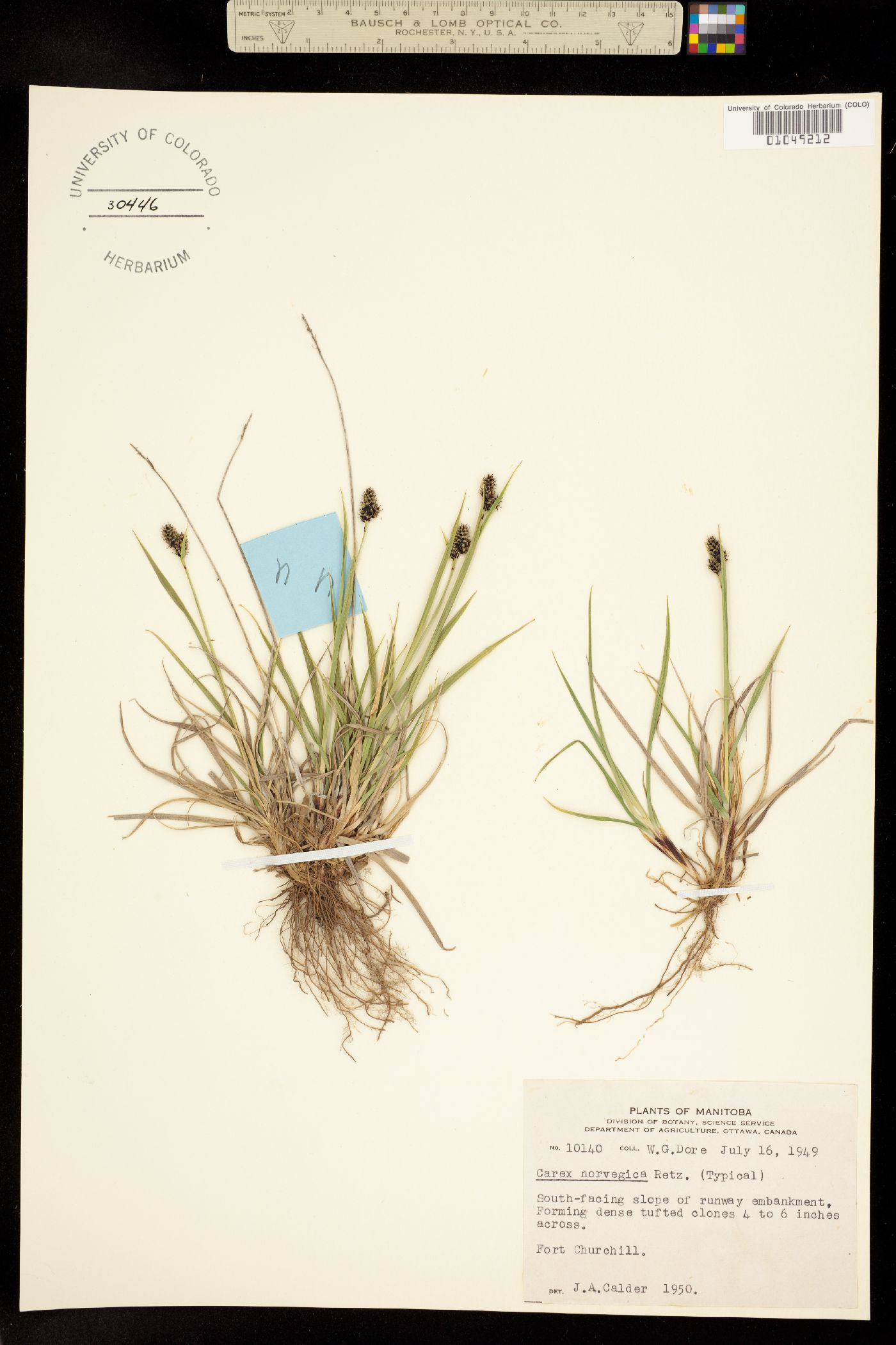 Carex norvegica image