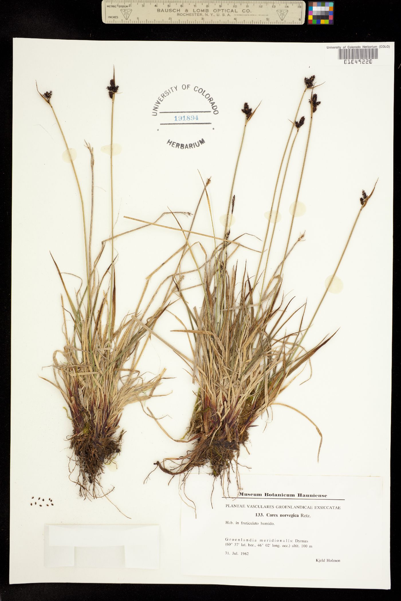 Carex norvegica image