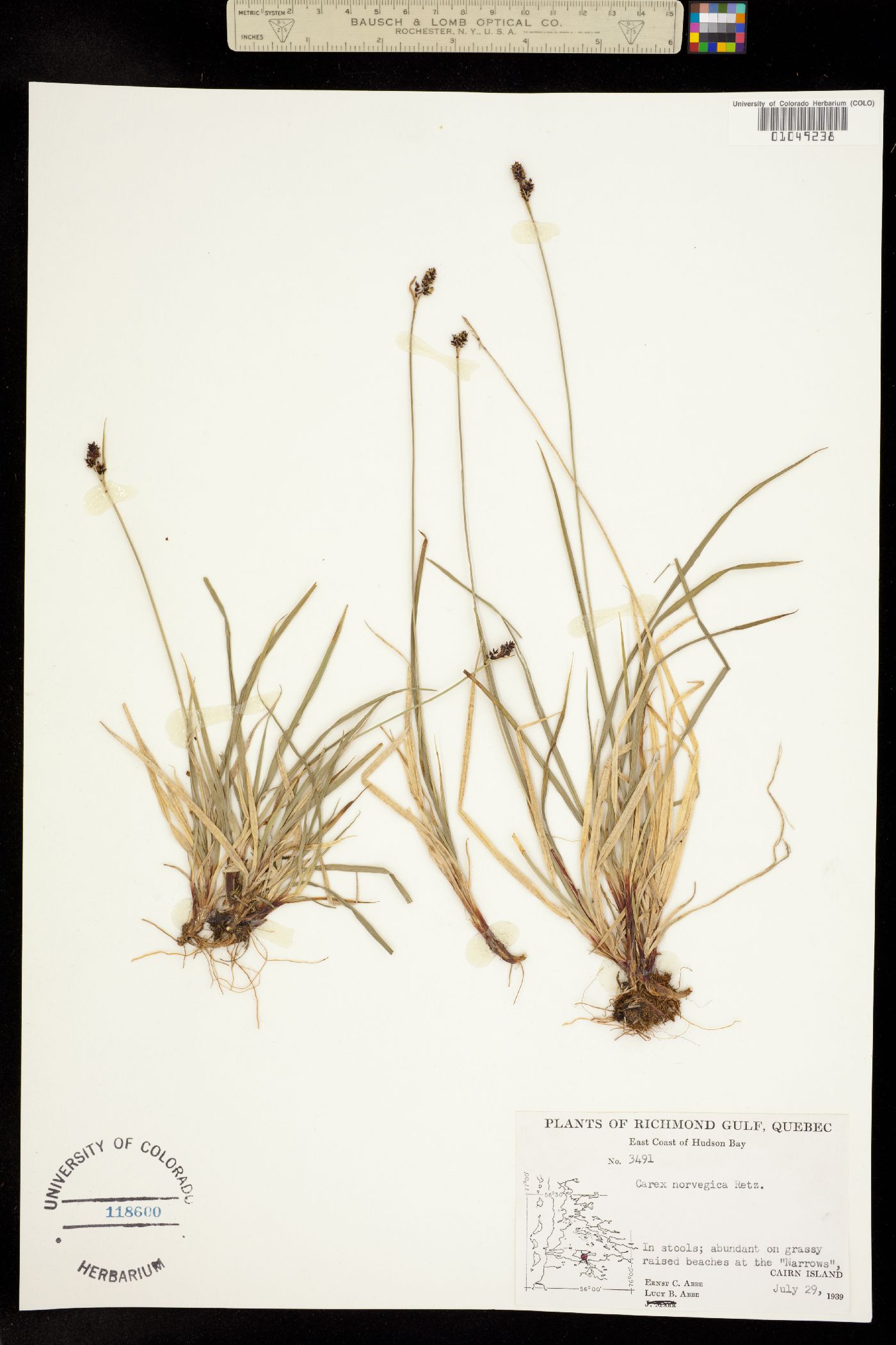 Carex norvegica image